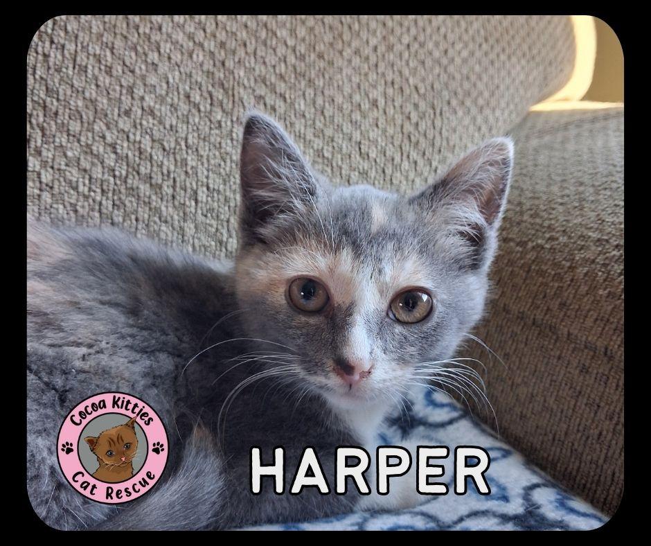 Enlarge Harper, a Adopted mixed breed in Hershey, PA image 2/5
