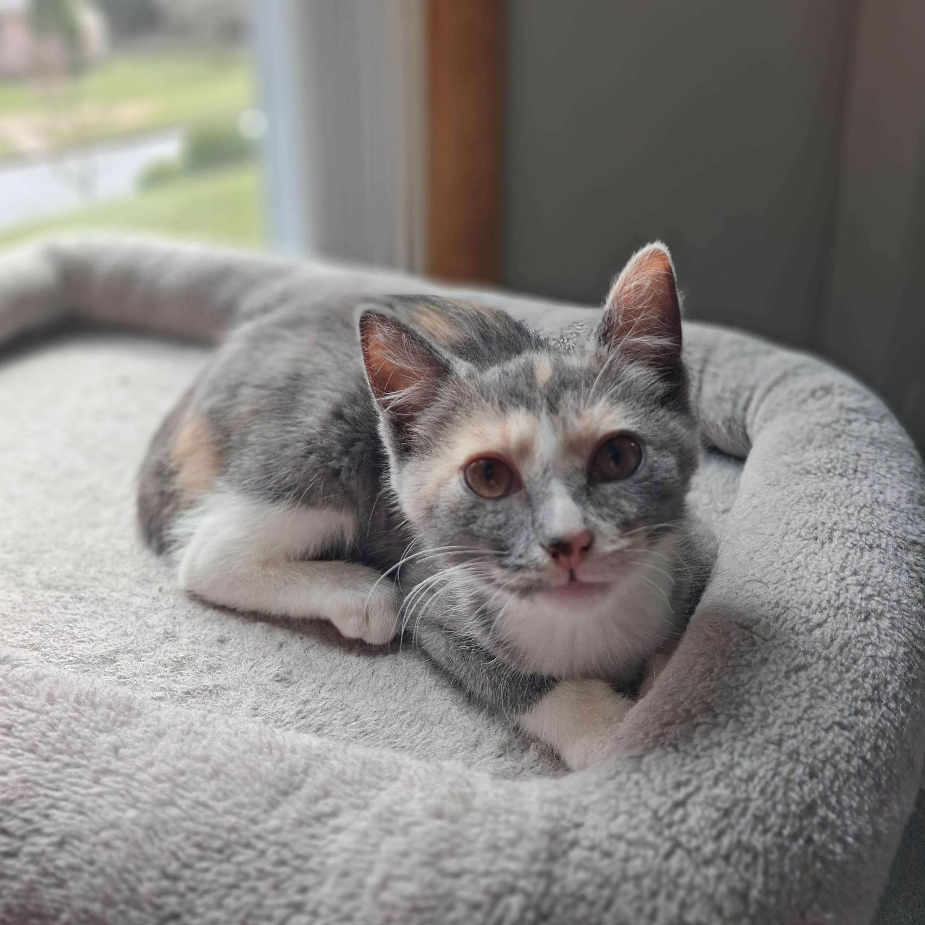 Enlarge Harper, a Adopted mixed breed in Hershey, PA image 3/5