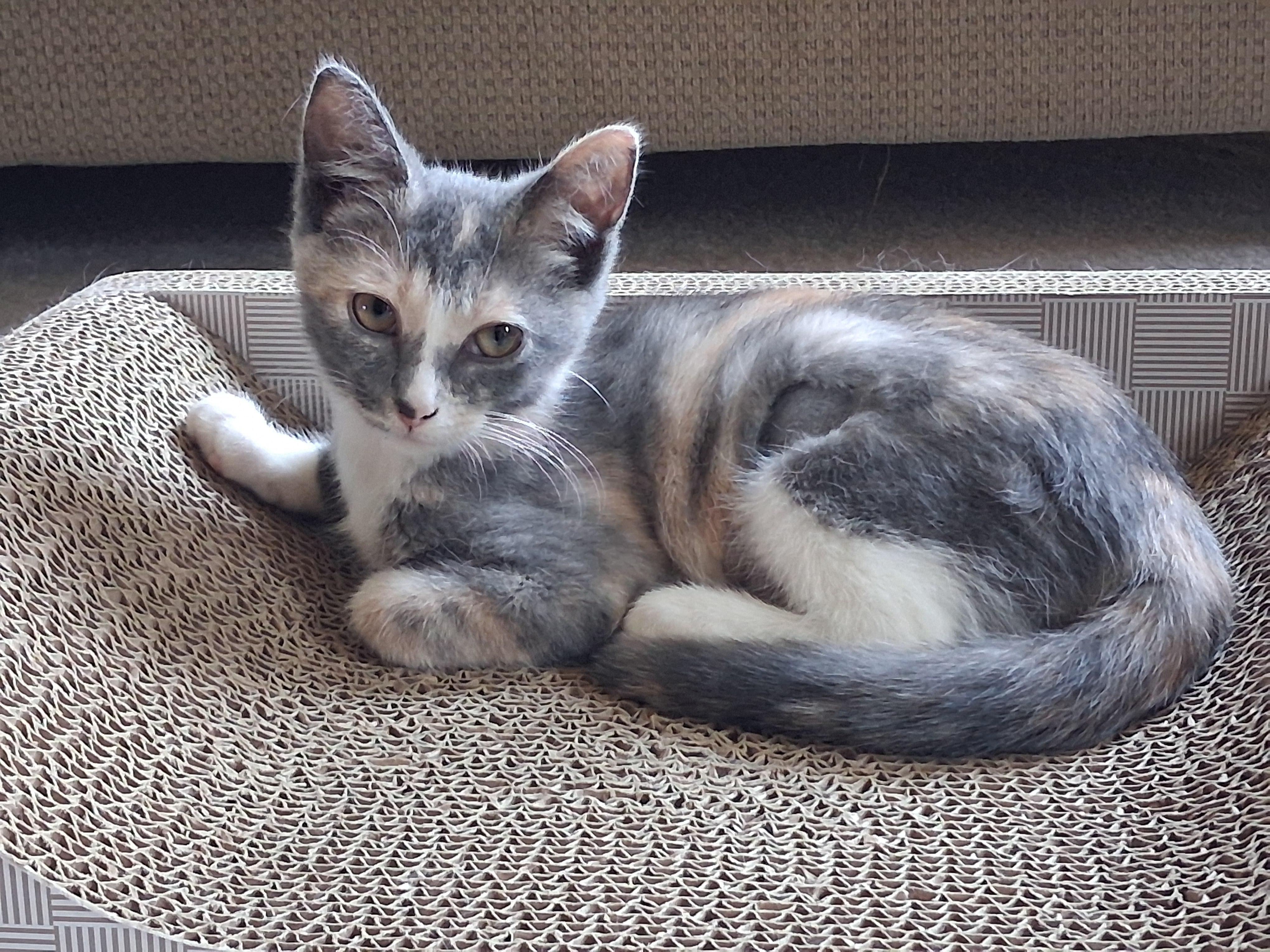 Enlarge Harper, a Adopted mixed breed in Hershey, PA image 4/5