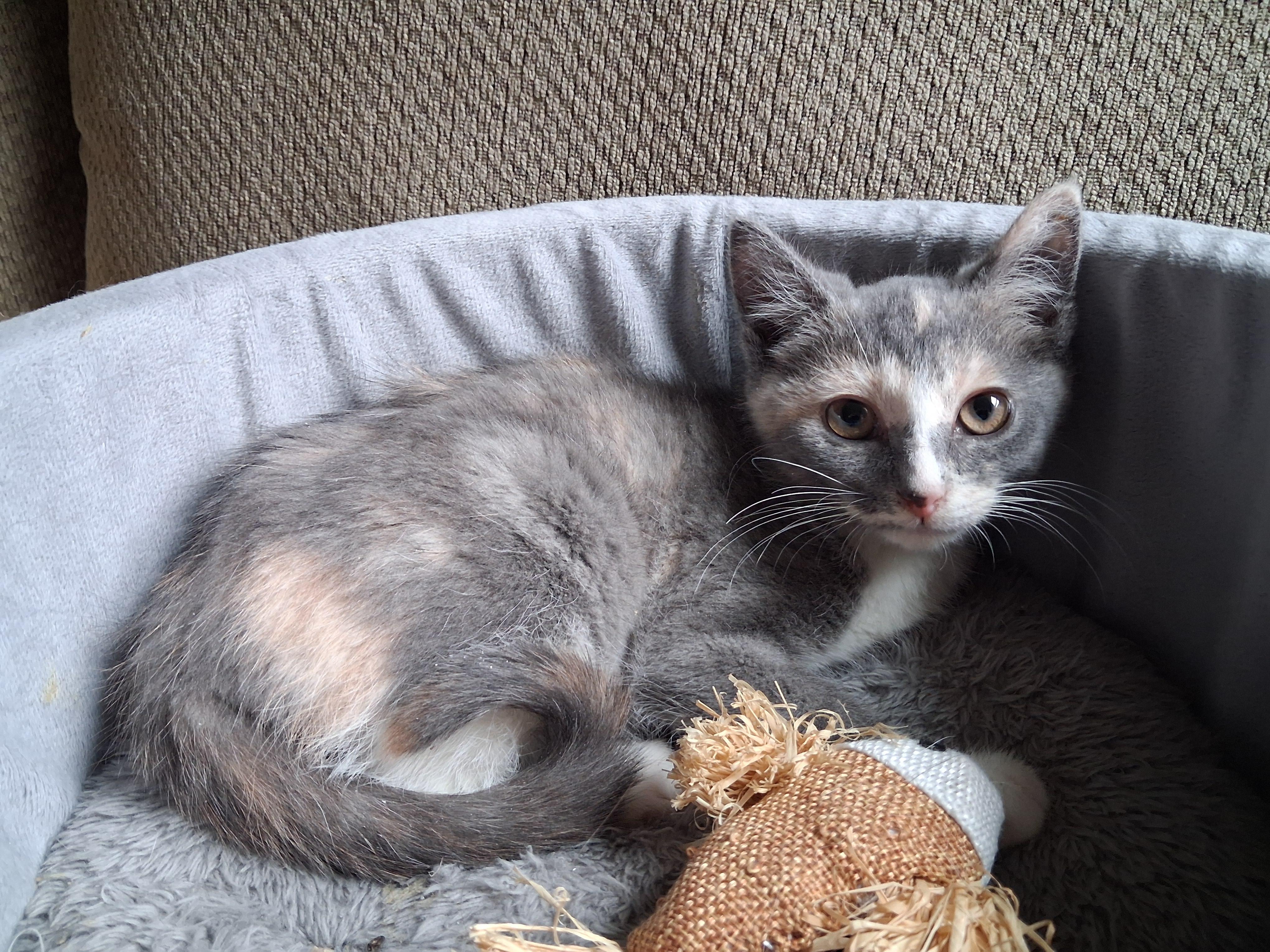 Enlarge Harper, a Adopted mixed breed in Hershey, PA image 5/5