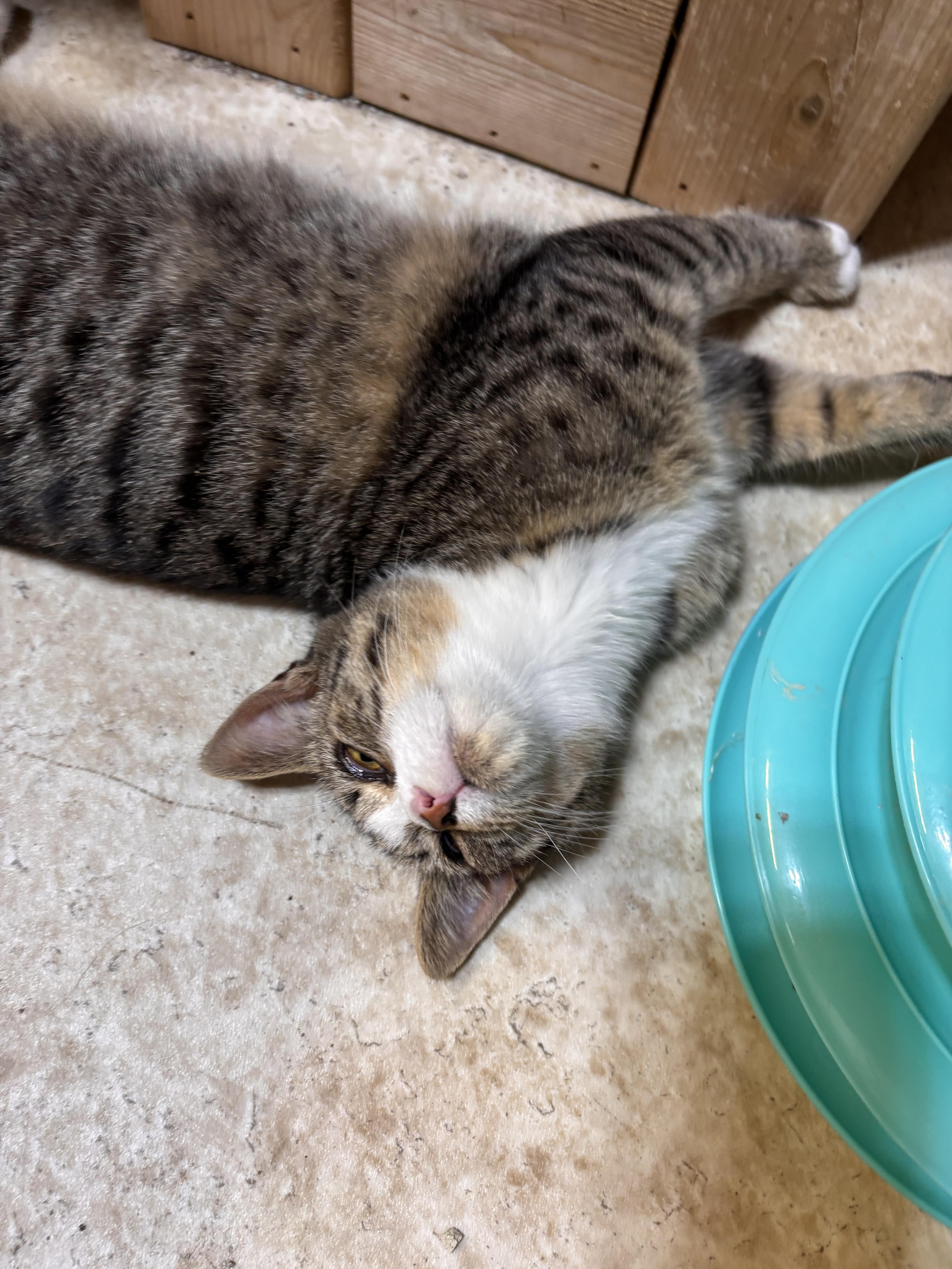 Enlarge Tyrion, a Adoptable Domestic Short Hair in Eatonville, WA image 1/4