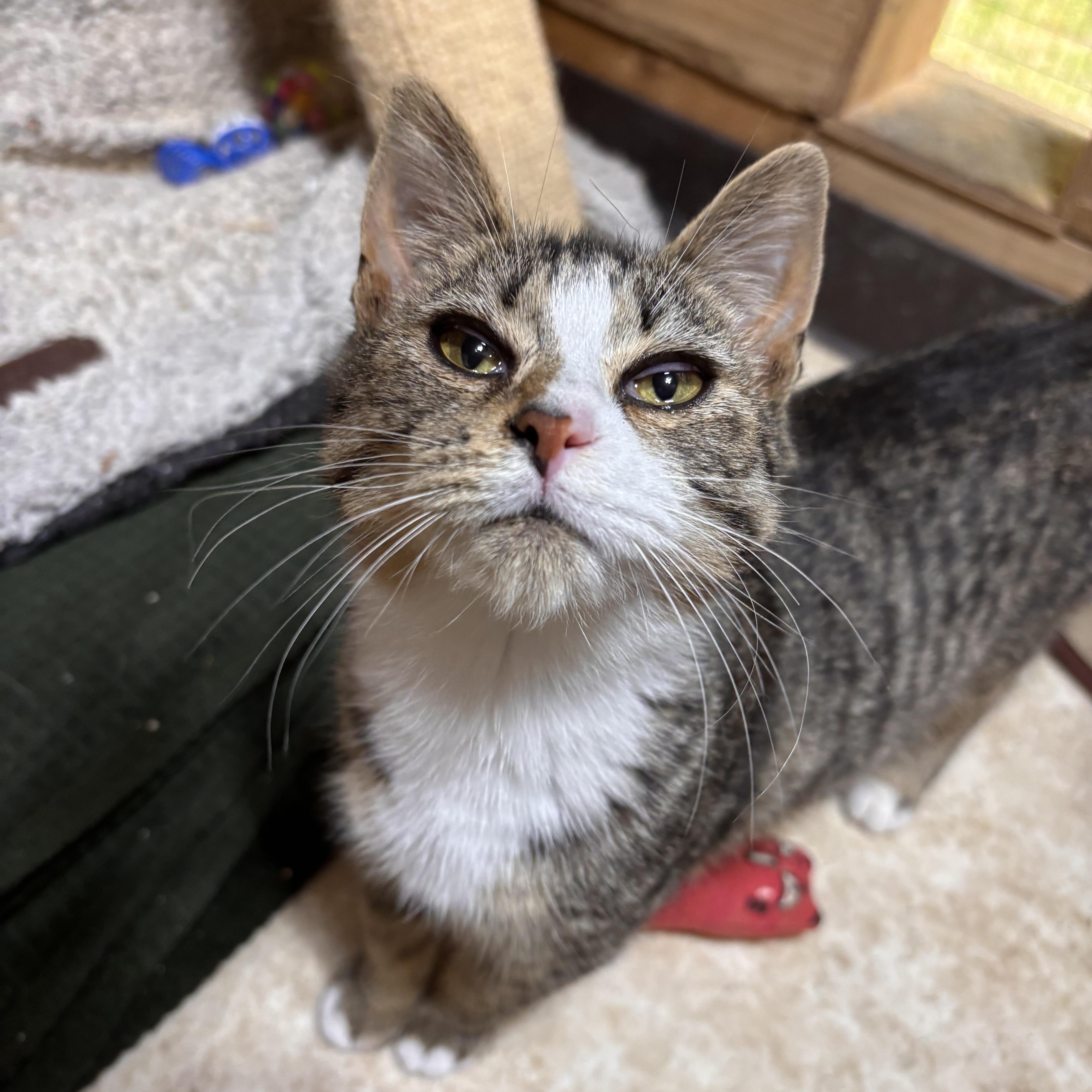 Enlarge Tyrion, a Adoptable Domestic Short Hair in Eatonville, WA image 2/4