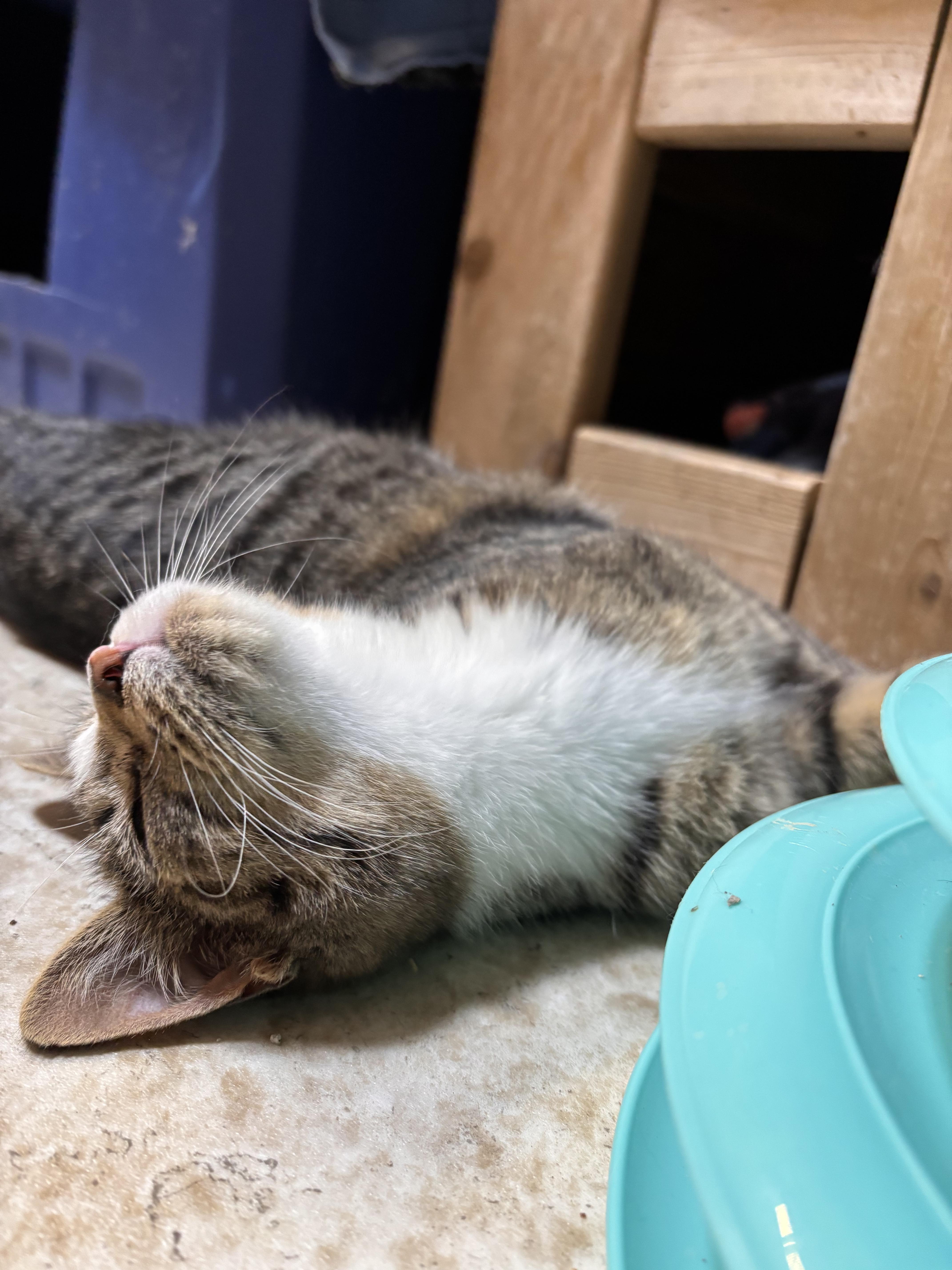 Enlarge Tyrion, a Adoptable Domestic Short Hair in Eatonville, WA image 3/4