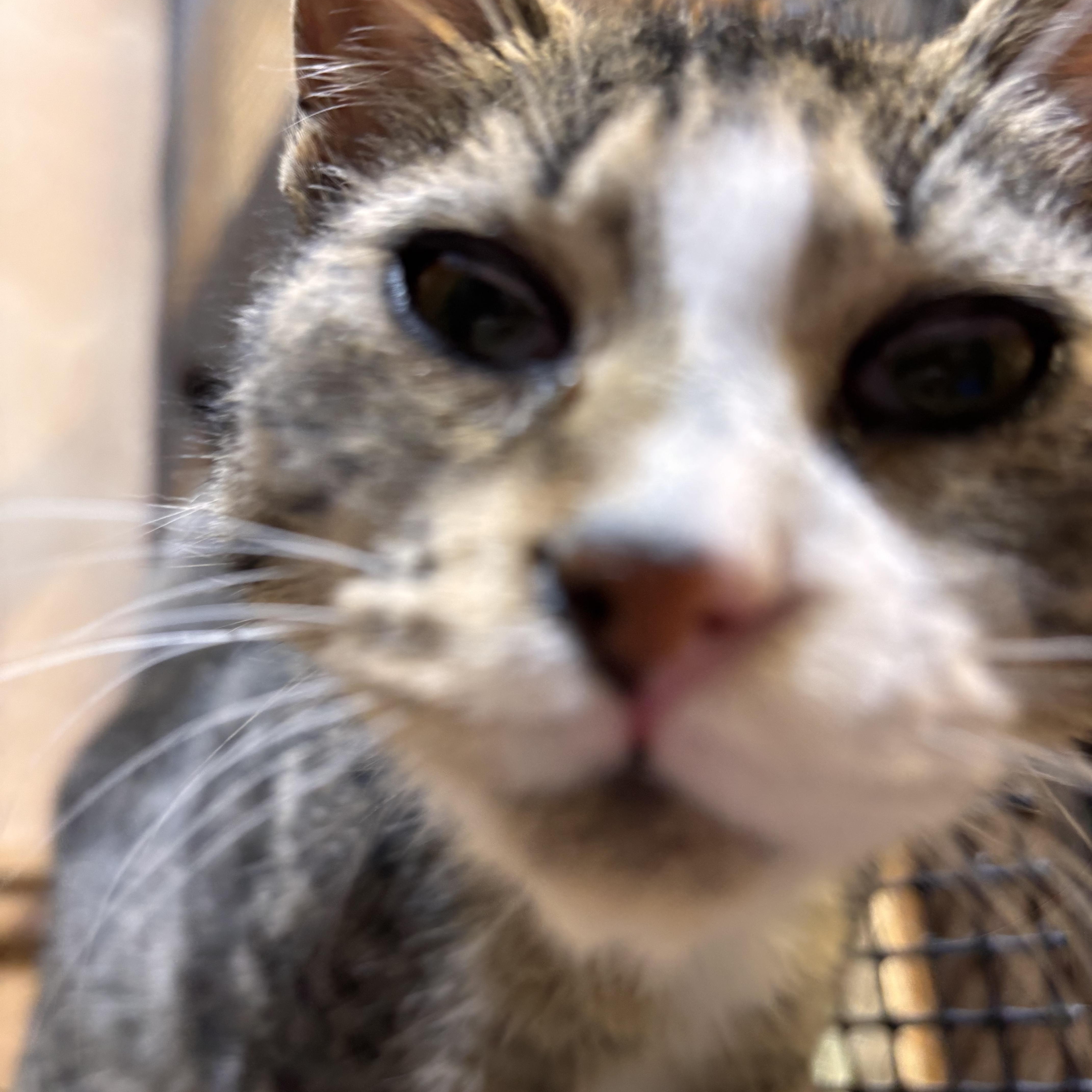 Enlarge Tyrion, a Adoptable Domestic Short Hair in Eatonville, WA image 4/4