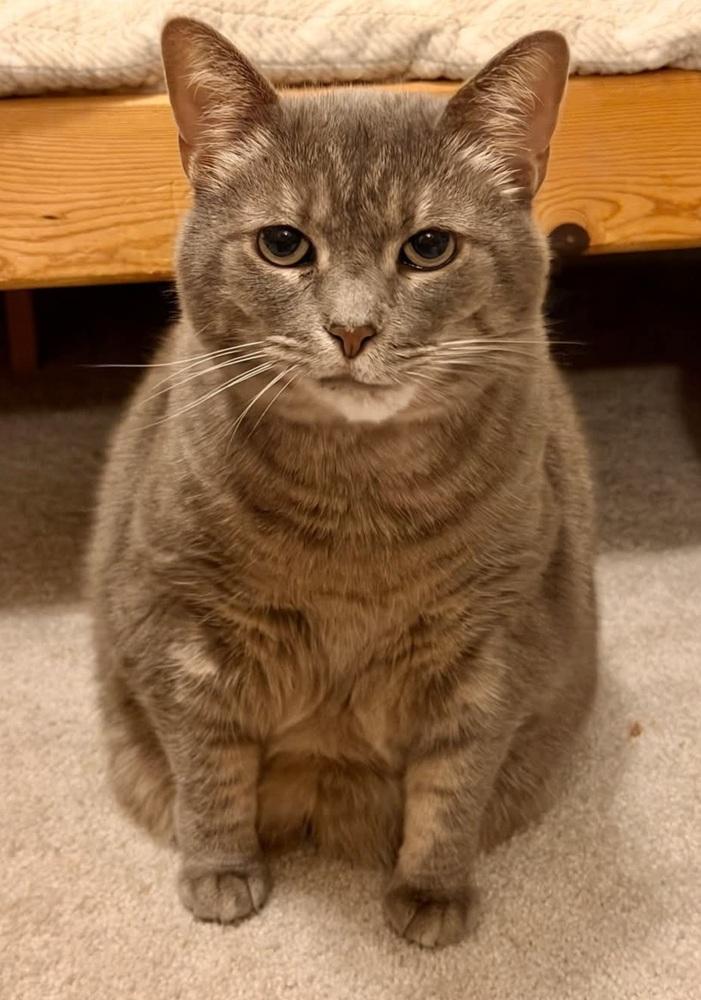 Enlarge Piper, a Adoptable Domestic Short Hair in Cary, NC image 1/6