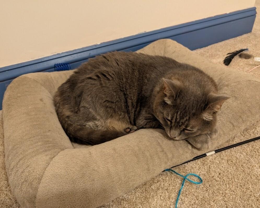 Piper, Adoptable, Adult Female Domestic Short Hair.