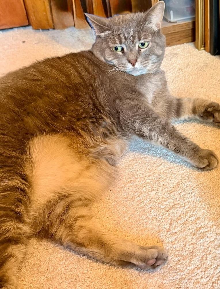 Enlarge Piper, a Adoptable Domestic Short Hair in Cary, NC image 3/6