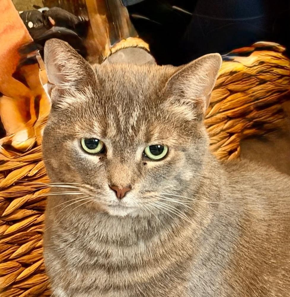 Enlarge Piper, a Adoptable Domestic Short Hair in Cary, NC image 4/6