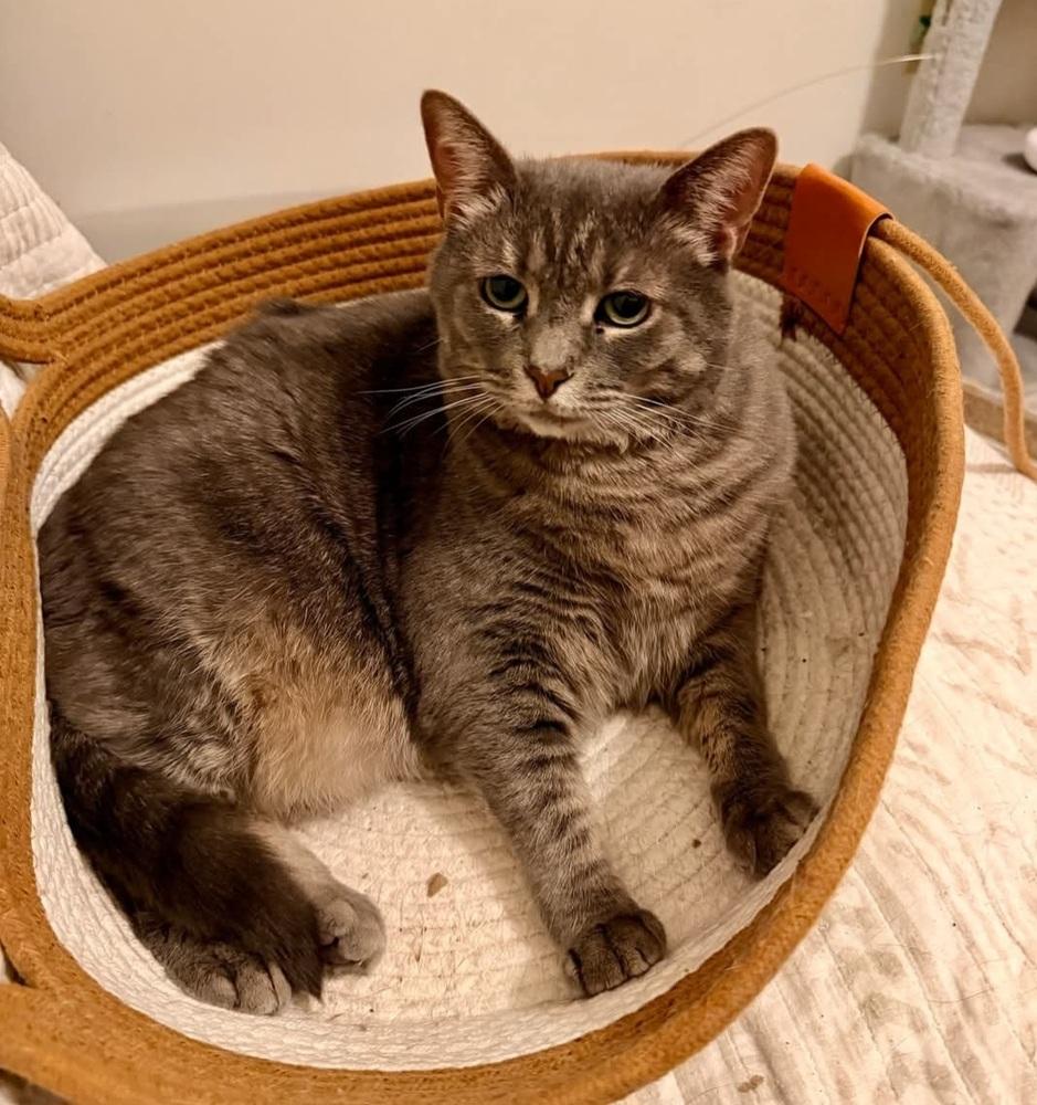 Enlarge Piper, a Adoptable Domestic Short Hair in Cary, NC image 5/6