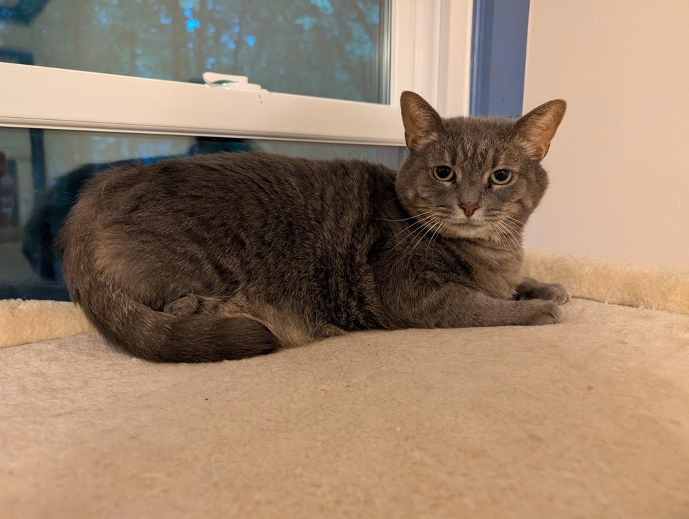 Piper, a Adoptable Domestic Short Hair in Cary, NC image 2/2