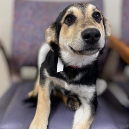 Enlarge Zee, a ADOPTABLE mixed breed in Quincy, IL image 1/1