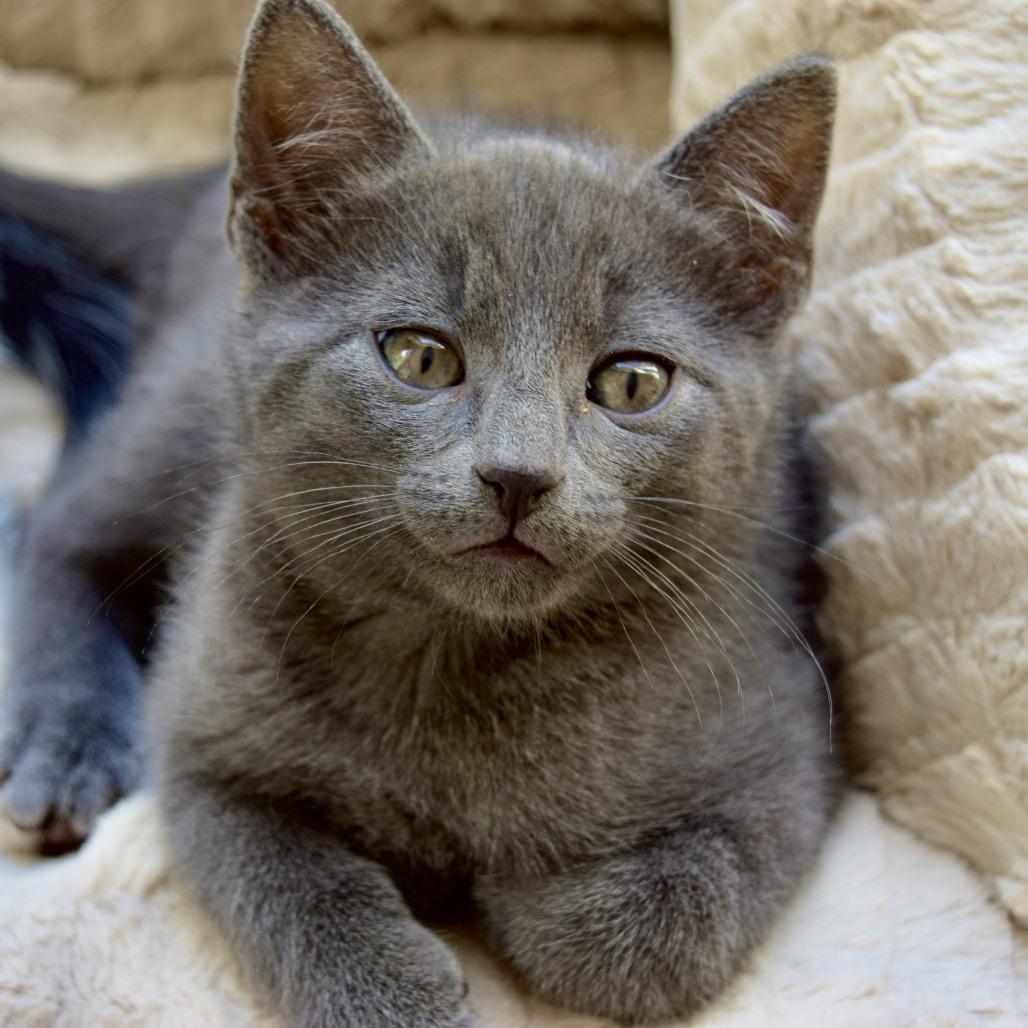 Woody, Adoptable, Kitten Male Domestic Short Hair.