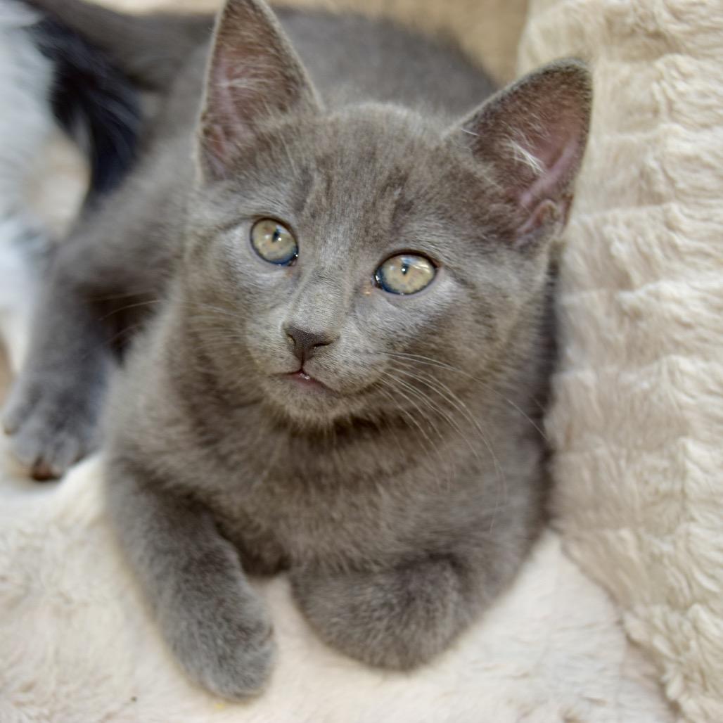 Woody, a Adoptable Domestic Short Hair in SLIPPERY ROCK, PA image 2/2