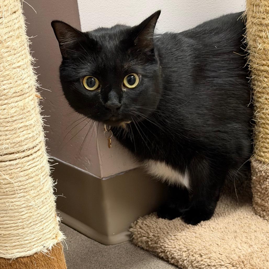 Campbell, Adoptable, Adult Male Domestic Short Hair & American Bobtail.