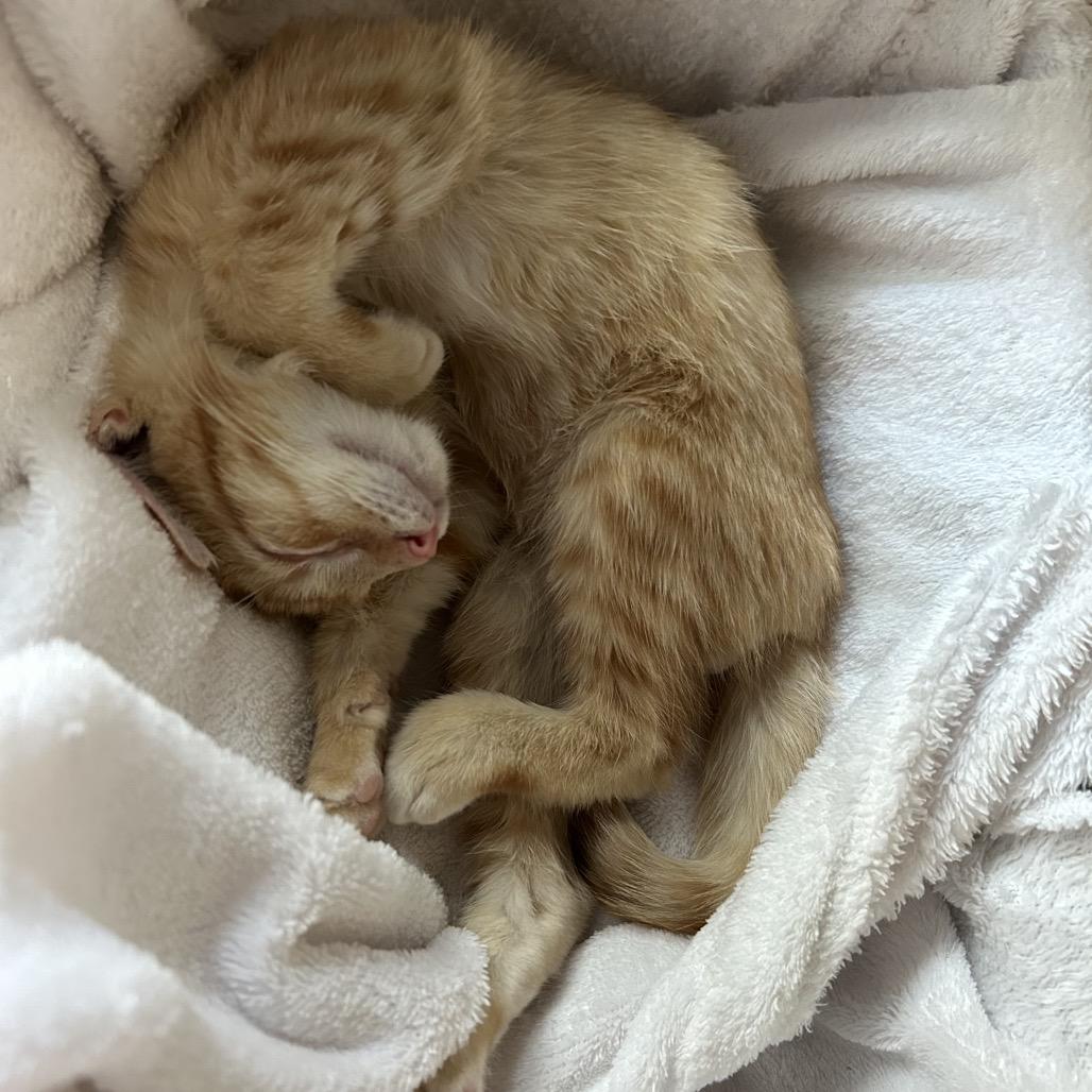 Enlarge Pumpkin Doodle, a Adoptable Domestic Short Hair in San Antonio, TX image 1/6