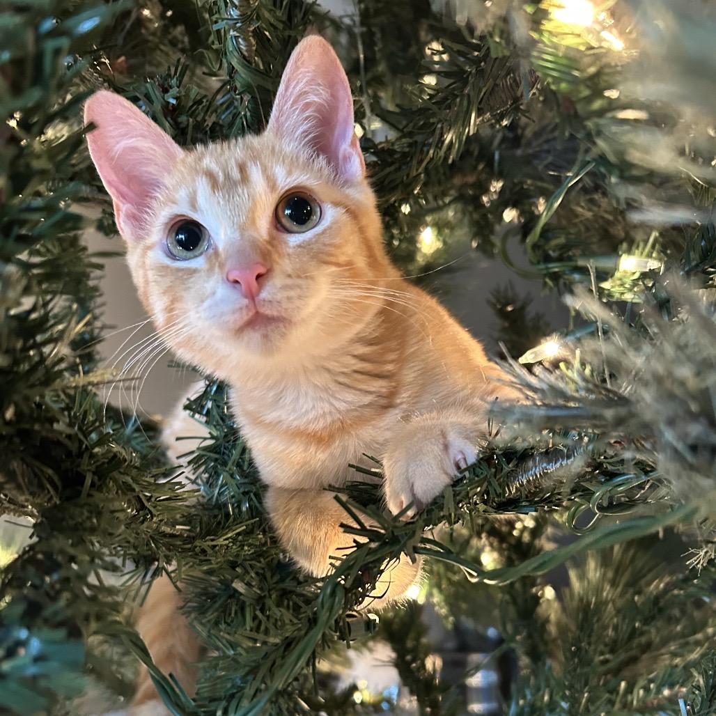 Enlarge Pumpkin Doodle, a Adoptable Domestic Short Hair in San Antonio, TX image 2/6