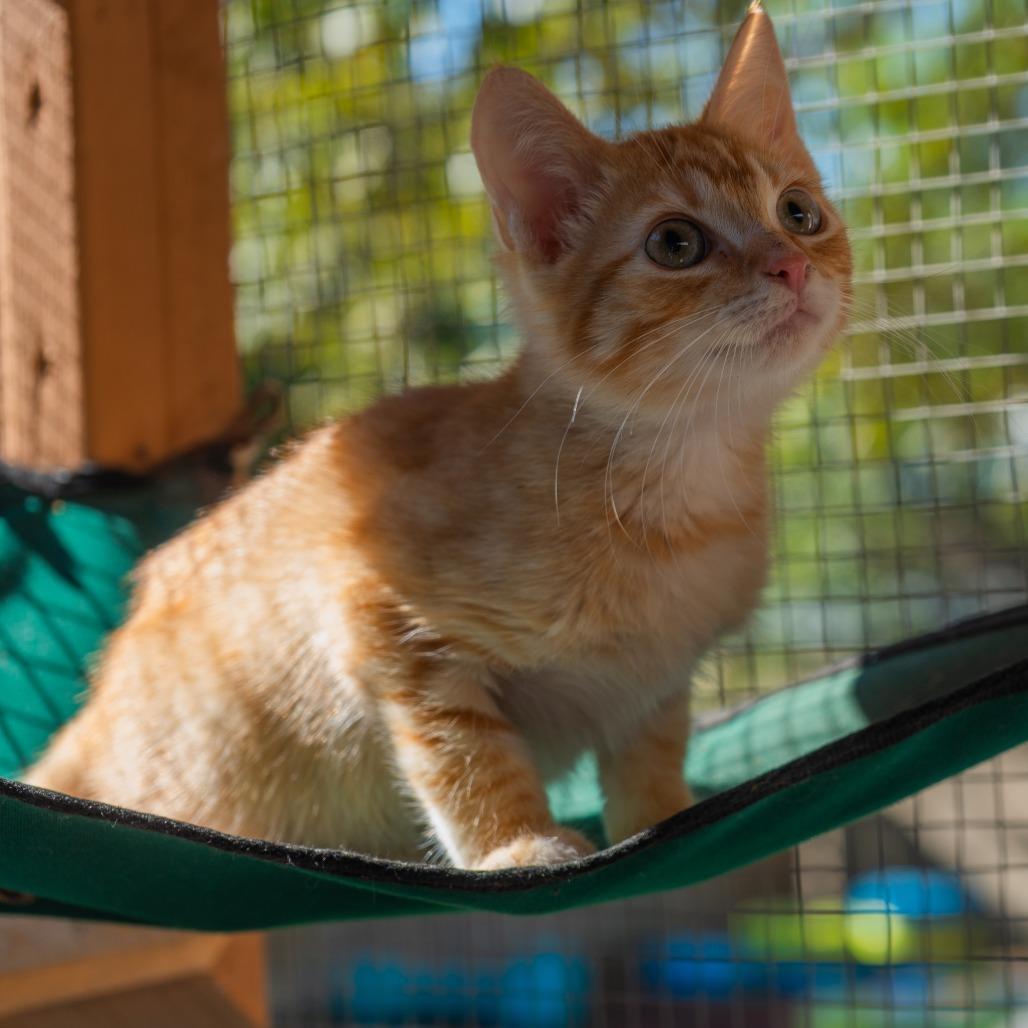 Enlarge Pumpkin Doodle, a Adoptable Domestic Short Hair in San Antonio, TX image 3/6