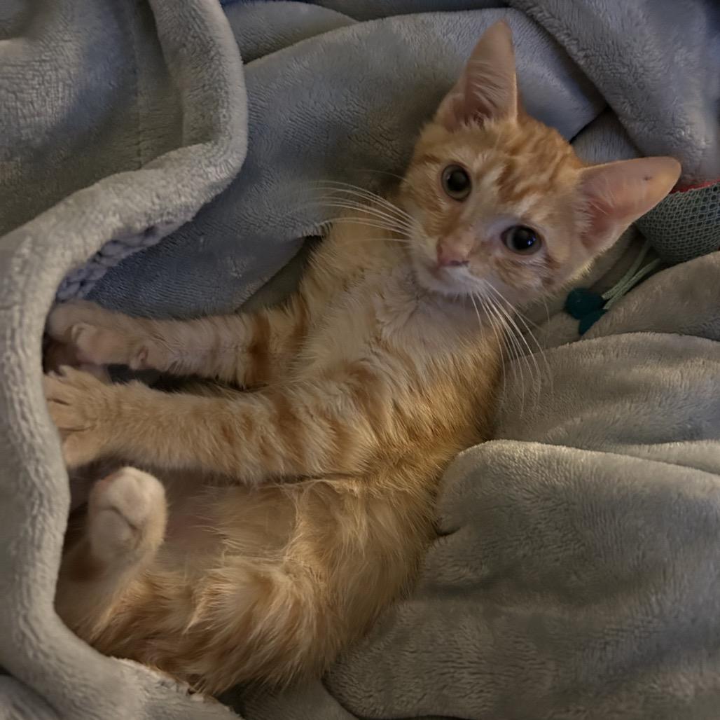 Enlarge Pumpkin Doodle, a Adoptable Domestic Short Hair in San Antonio, TX image 4/6