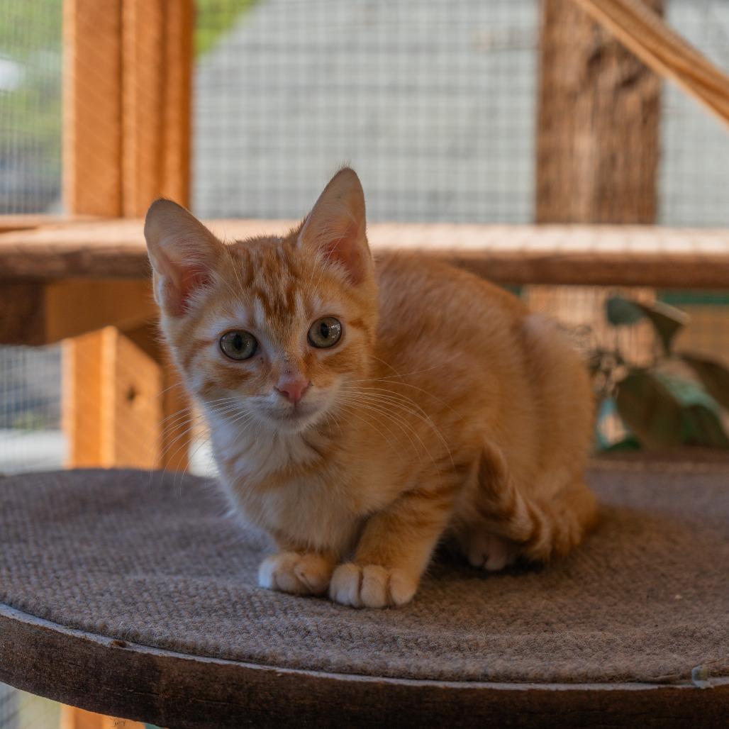 Enlarge Pumpkin Doodle, a Adoptable Domestic Short Hair in San Antonio, TX image 5/6