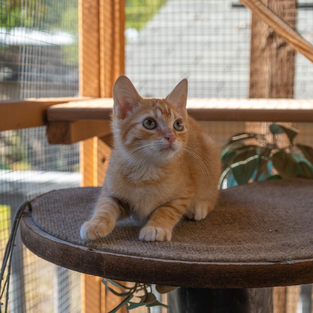 Enlarge Pumpkin Doodle, a Adoptable Domestic Short Hair in San Antonio, TX image 6/6