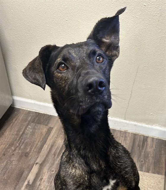 Enlarge BONITO, a Adoptable mixed breed in Albuquerque, NM image 1/1