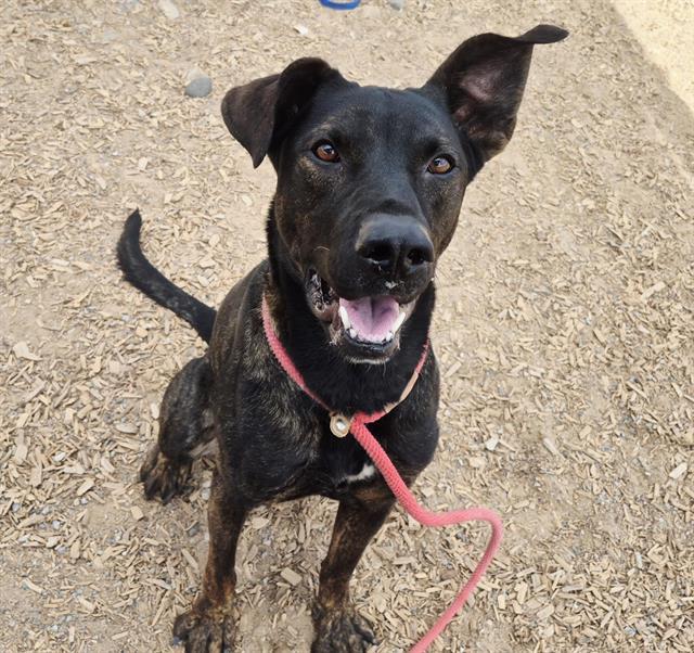 Enlarge BONITO, a Adoptable mixed breed in Albuquerque, NM image 1/1