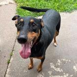 Enlarge Dobi, a Adoptable mixed breed in Moline, IL image 1/1