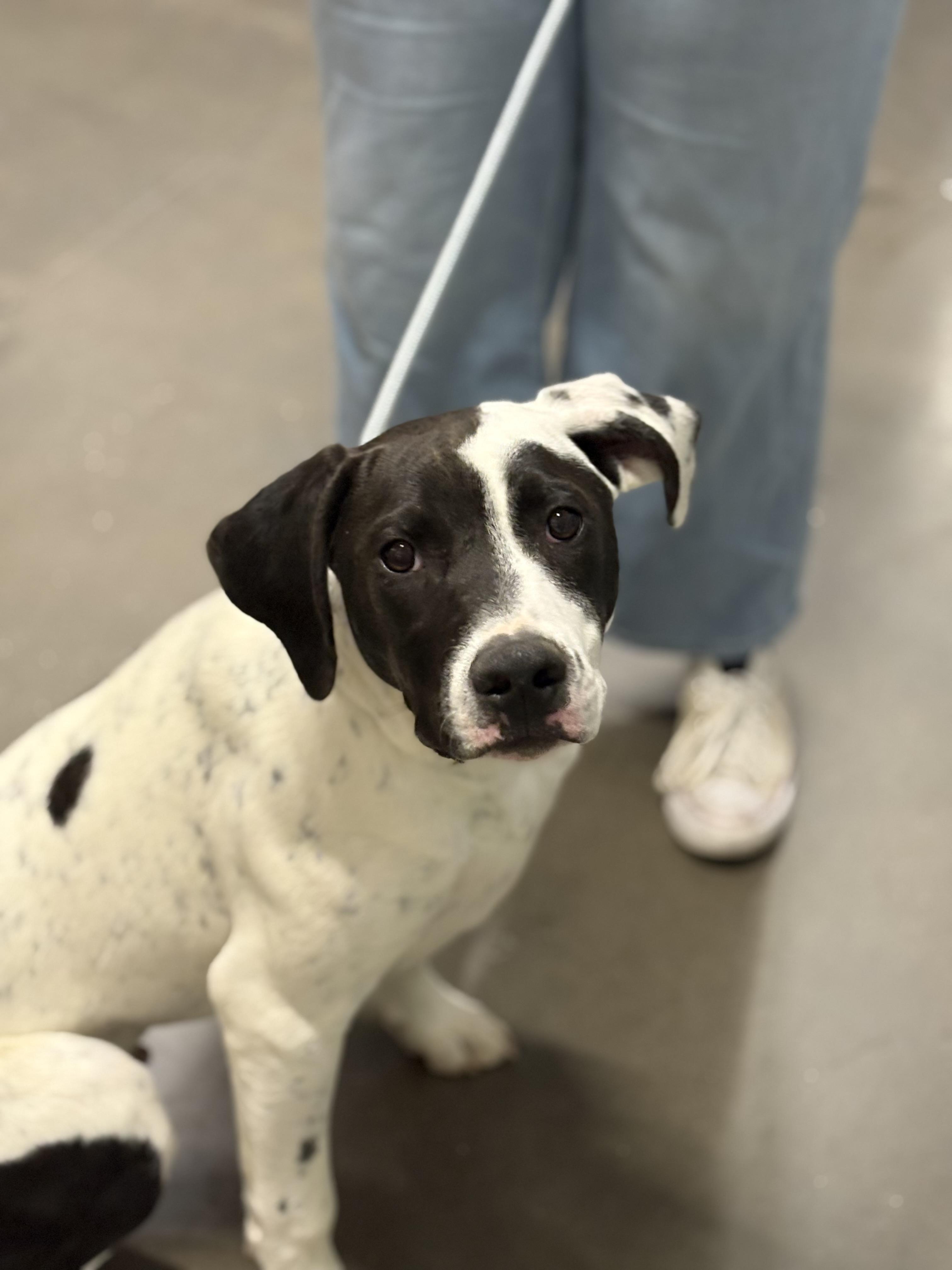 Noble, Adoptable, Young Male Pointer.