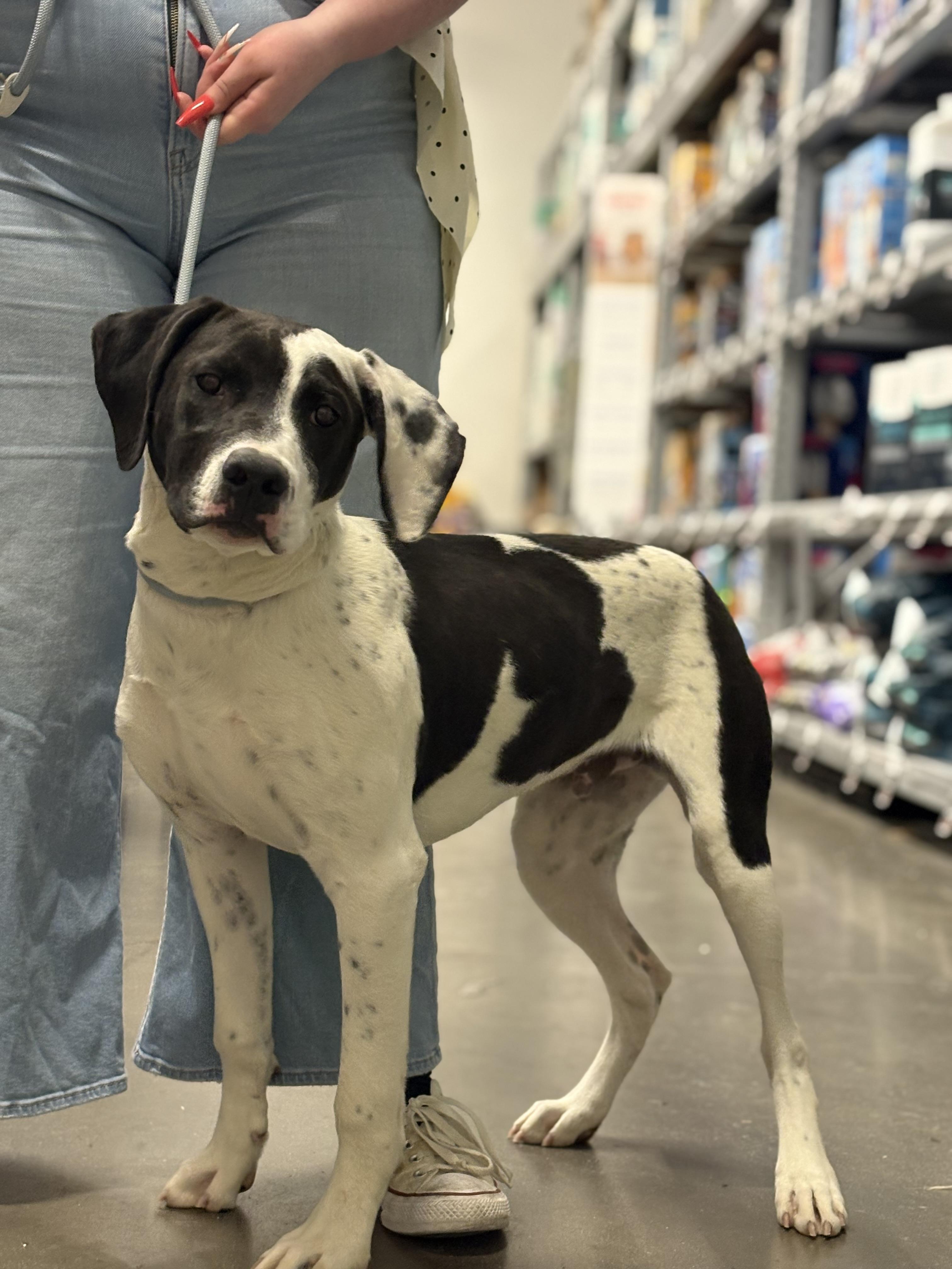 Enlarge Noble, a Adoptable mixed breed in Zimmerman, MN image 2/2