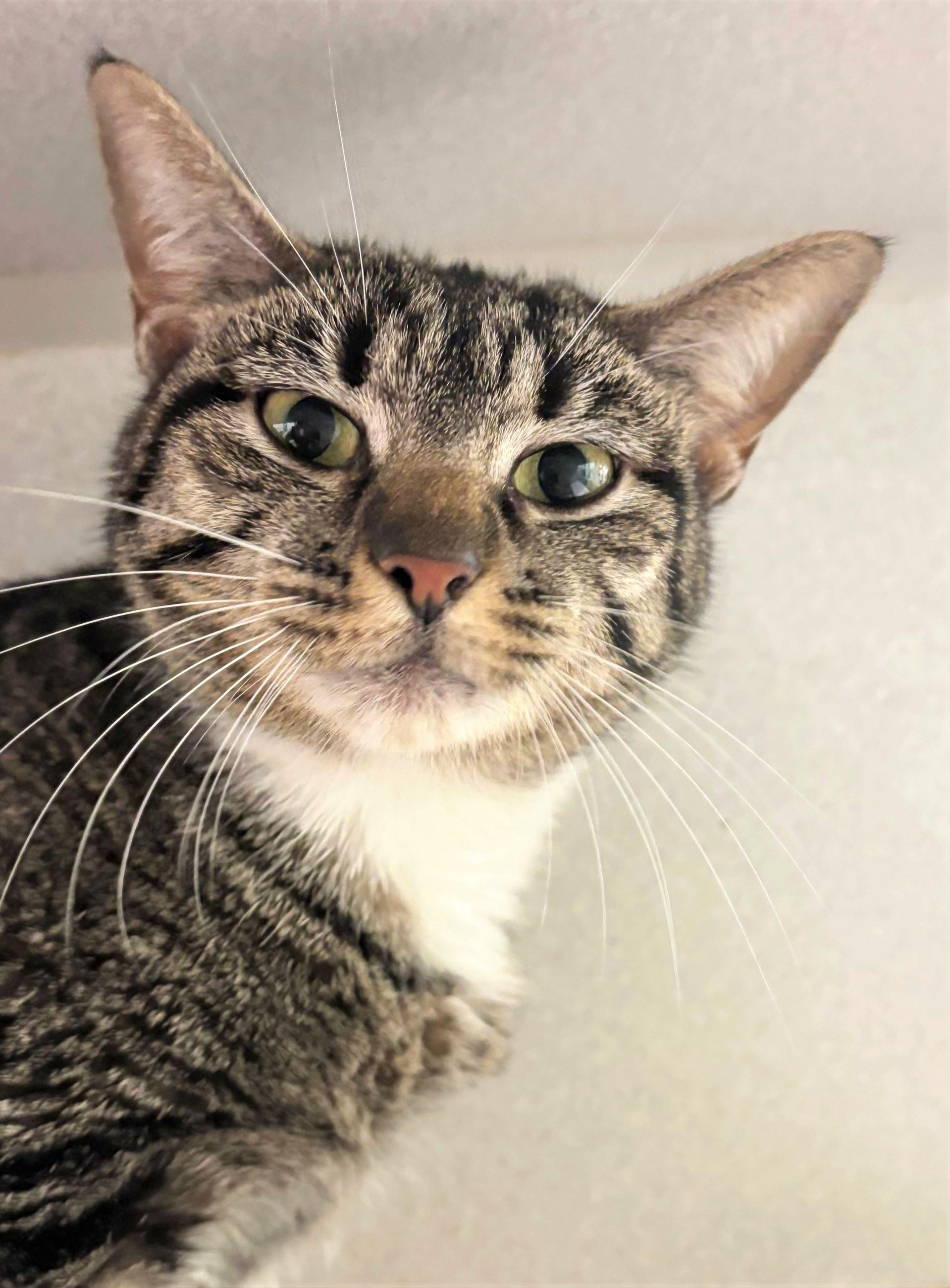 Cortina, an adopted Domestic Short Hair in Iowa City, IA image 2/2