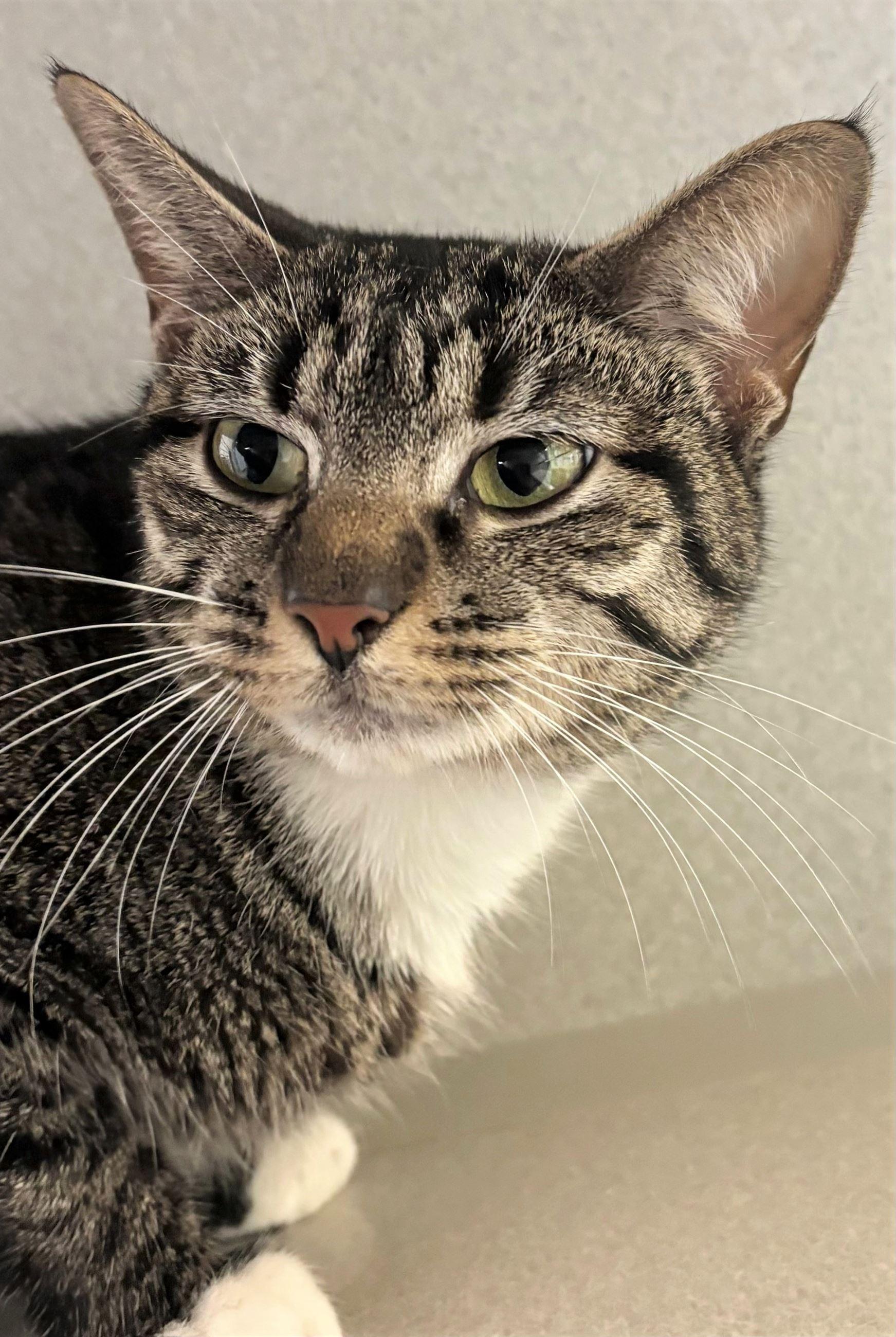 Cortina, adopted, Adult Female Domestic Short Hair.