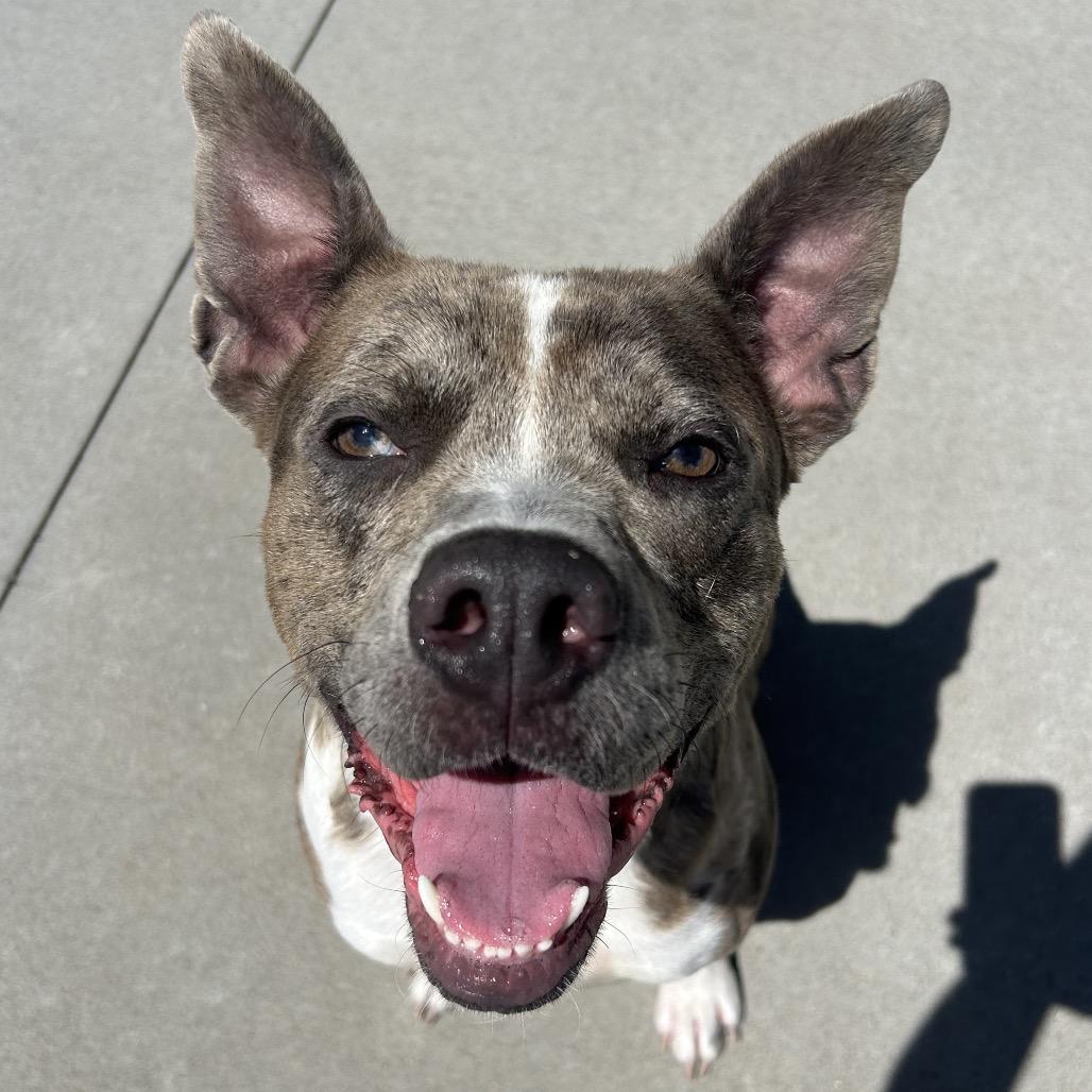 The Boulder, Adoptable, Adult Male Catahoula Leopard Dog & Mixed Breed.