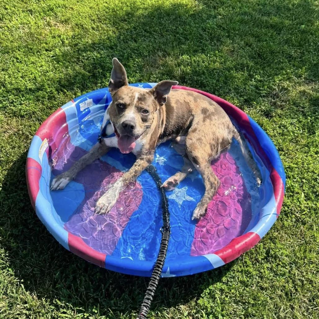 The Boulder, a Adoptable mixed breed in Emporia, KS image 2/6