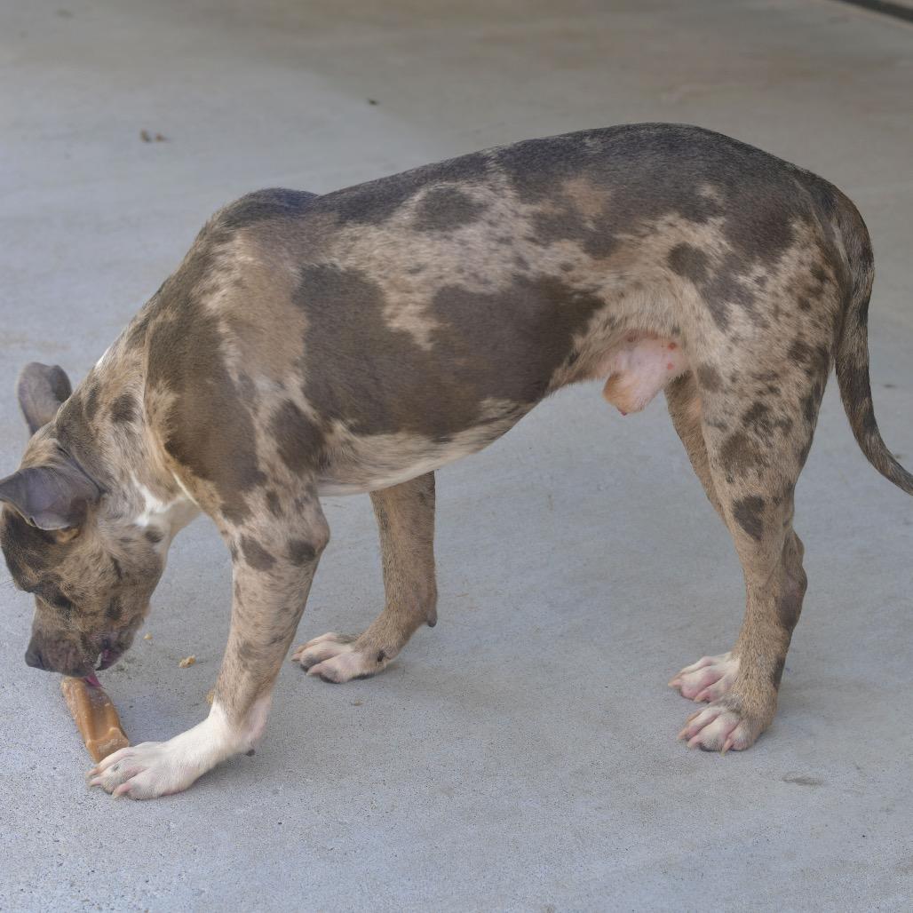 The Boulder, a Adoptable mixed breed in Emporia, KS image 3/6