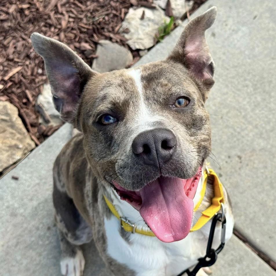 The Boulder, a Adoptable mixed breed in Emporia, KS image 4/6