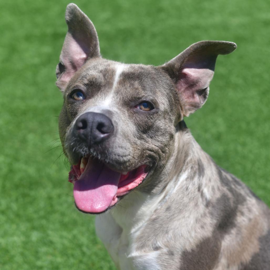 The Boulder, a Adoptable mixed breed in Emporia, KS image 5/6