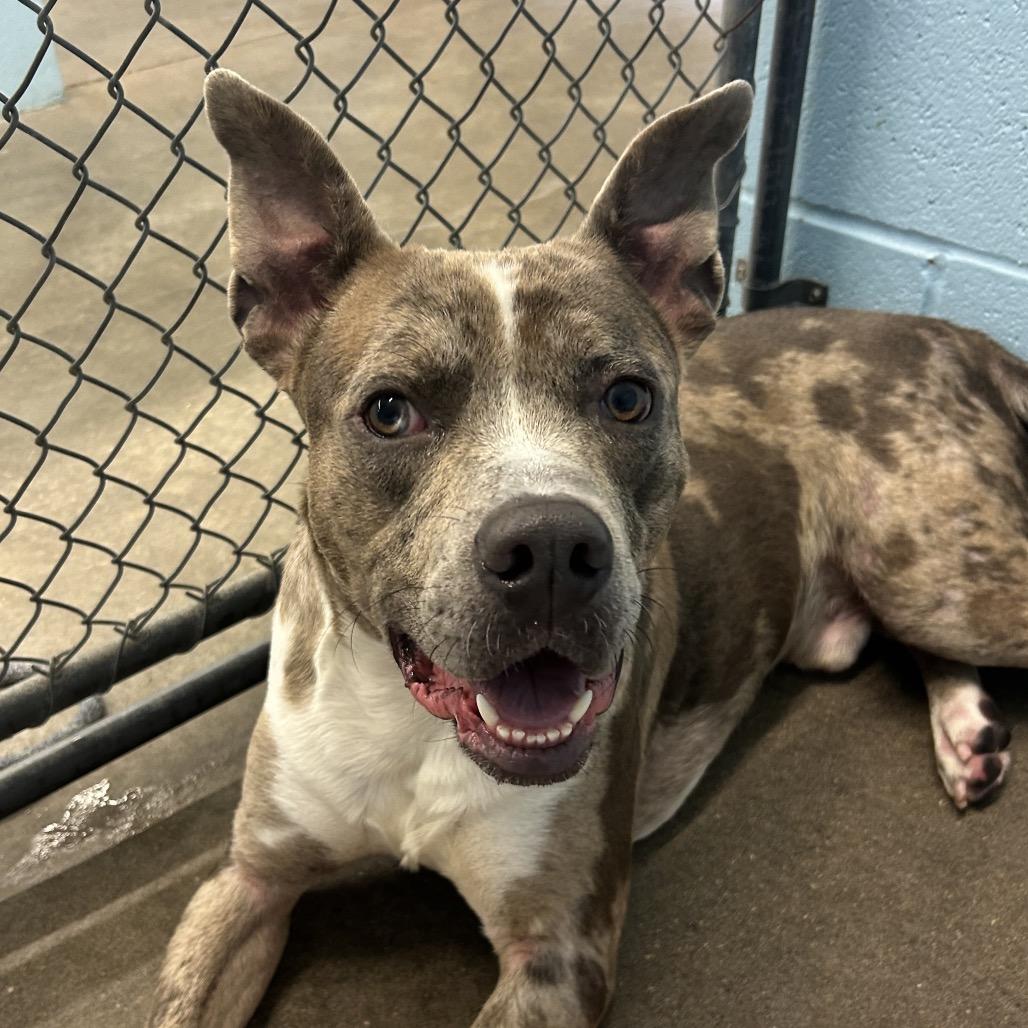 The Boulder, a Adoptable mixed breed in Emporia, KS image 6/6