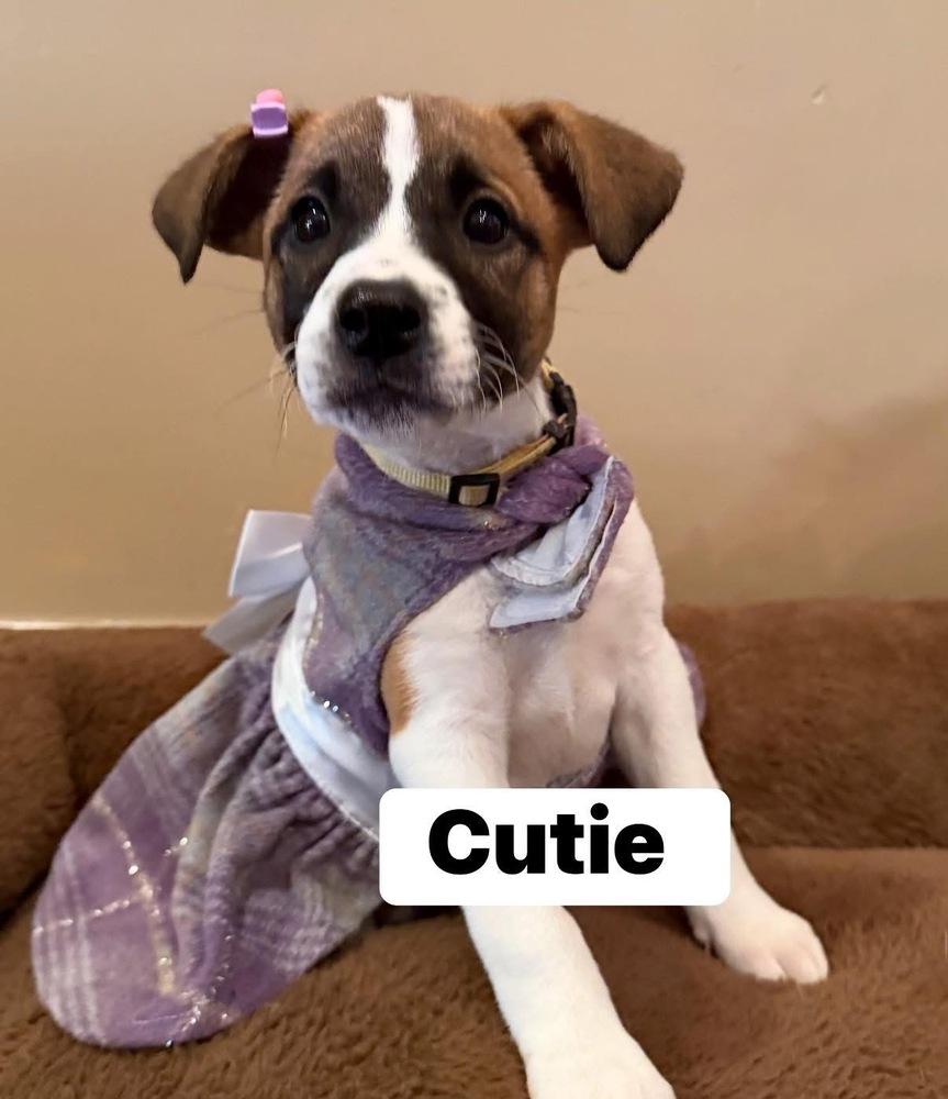 Cutie, Adoptable, Puppy Female Mixed Breed.