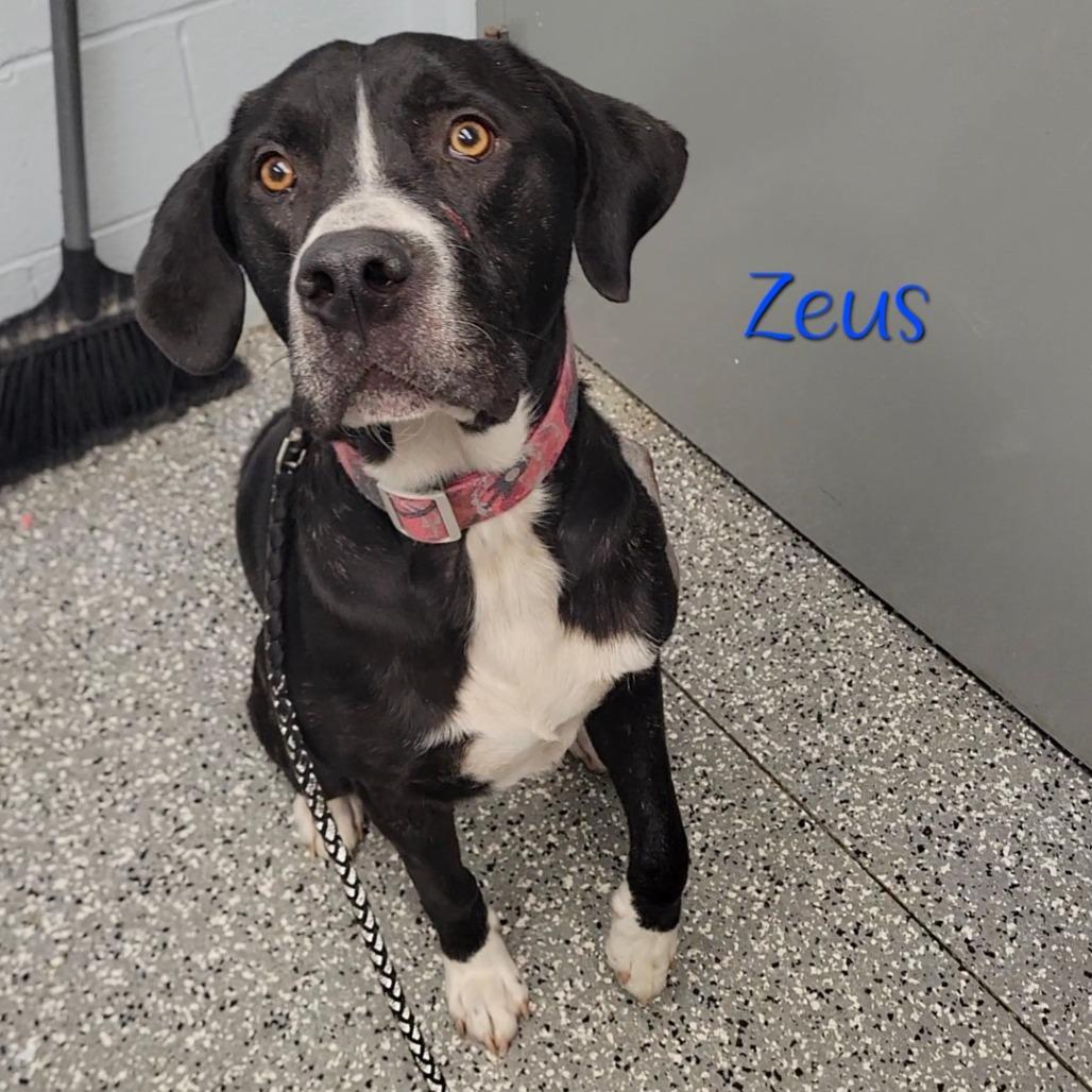 Zeus, Adoptable, Adult Male Great Dane & Boxer.