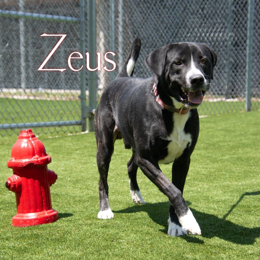 Enlarge Zeus, a Adoptable mixed breed in Parkersburg, WV image 2/3