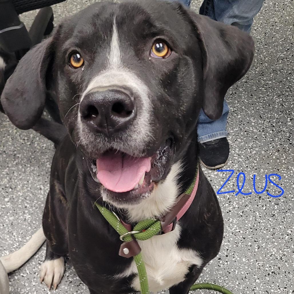 Enlarge Zeus, a Adoptable mixed breed in Parkersburg, WV image 3/3