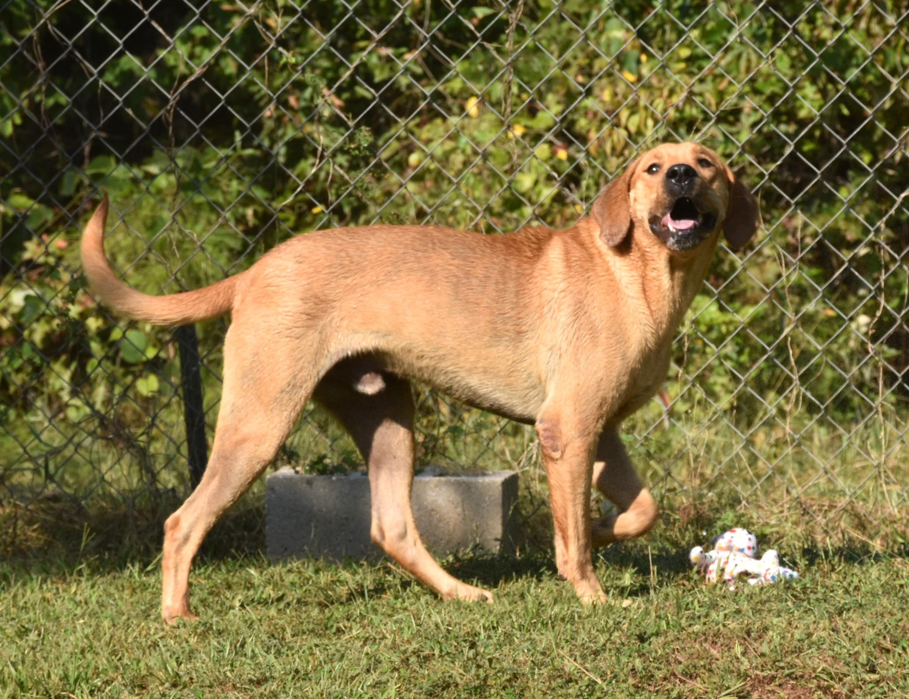 Buddy, a Adoptable mixed breed in Wedowee, AL image 2/6