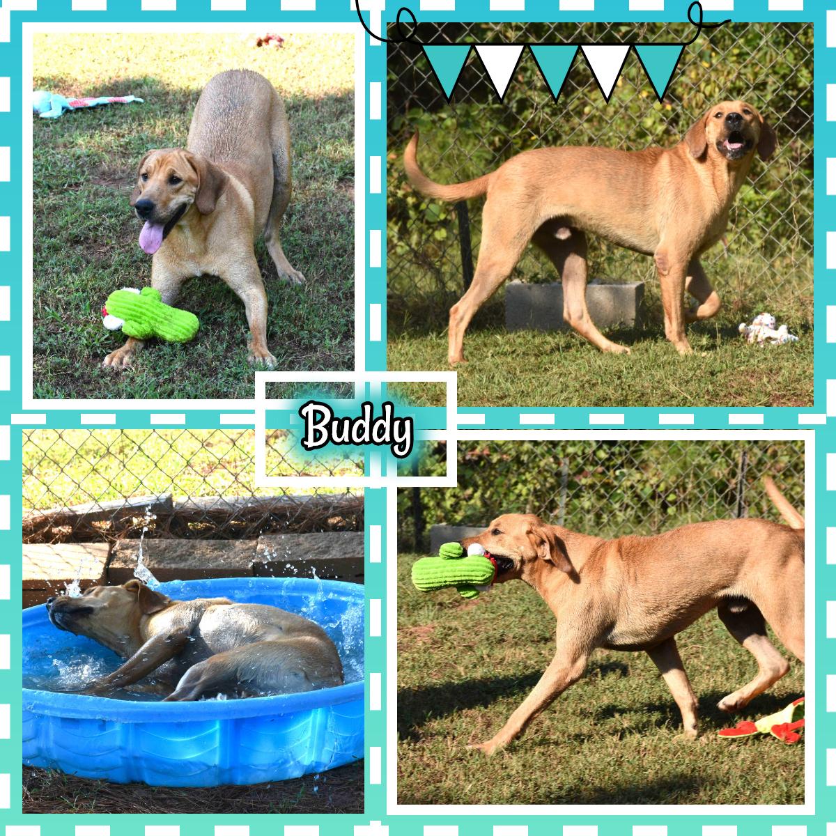 Buddy, a Adoptable mixed breed in Wedowee, AL image 1/6