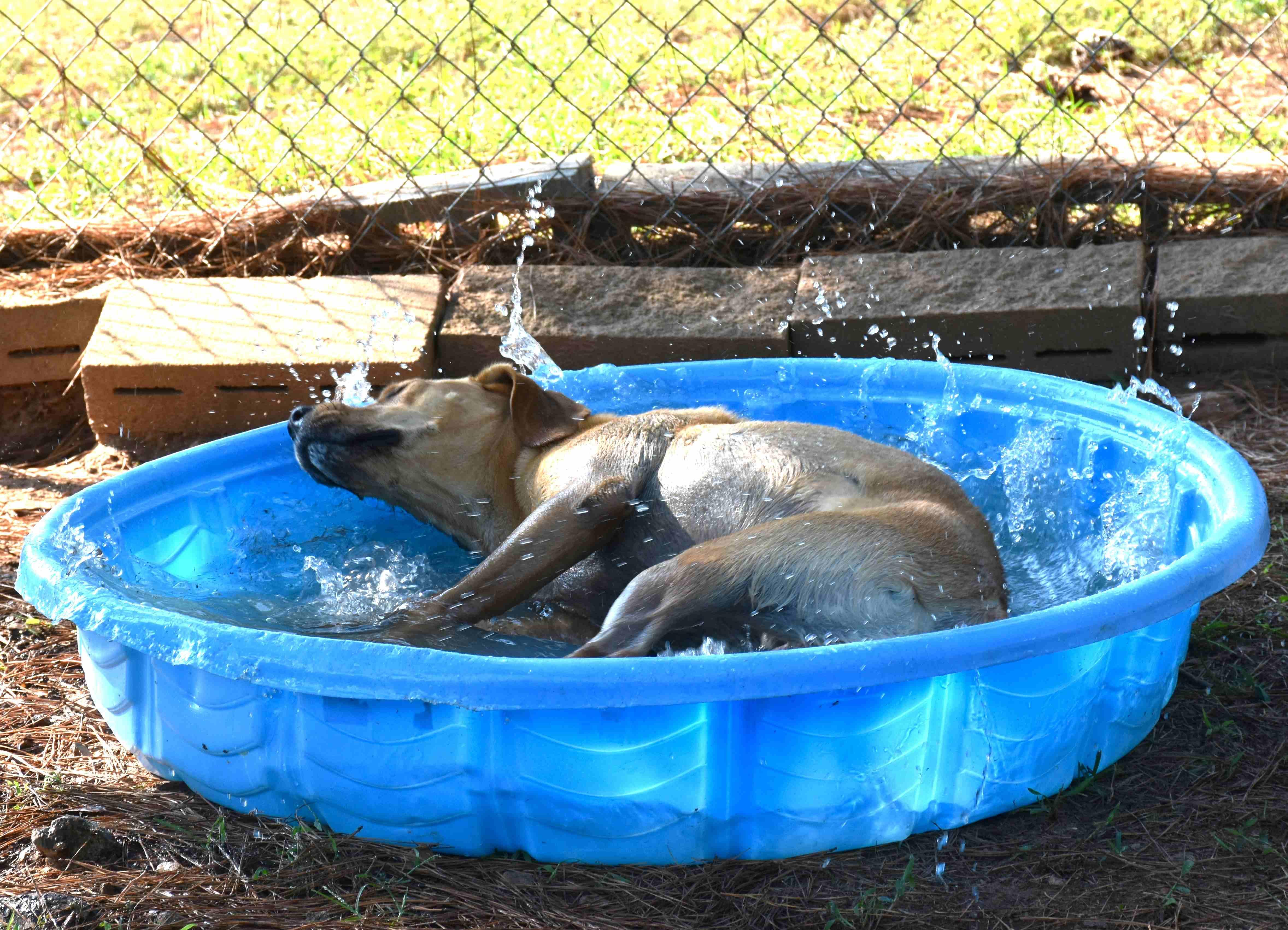 Buddy, a Adoptable mixed breed in Wedowee, AL image 6/6