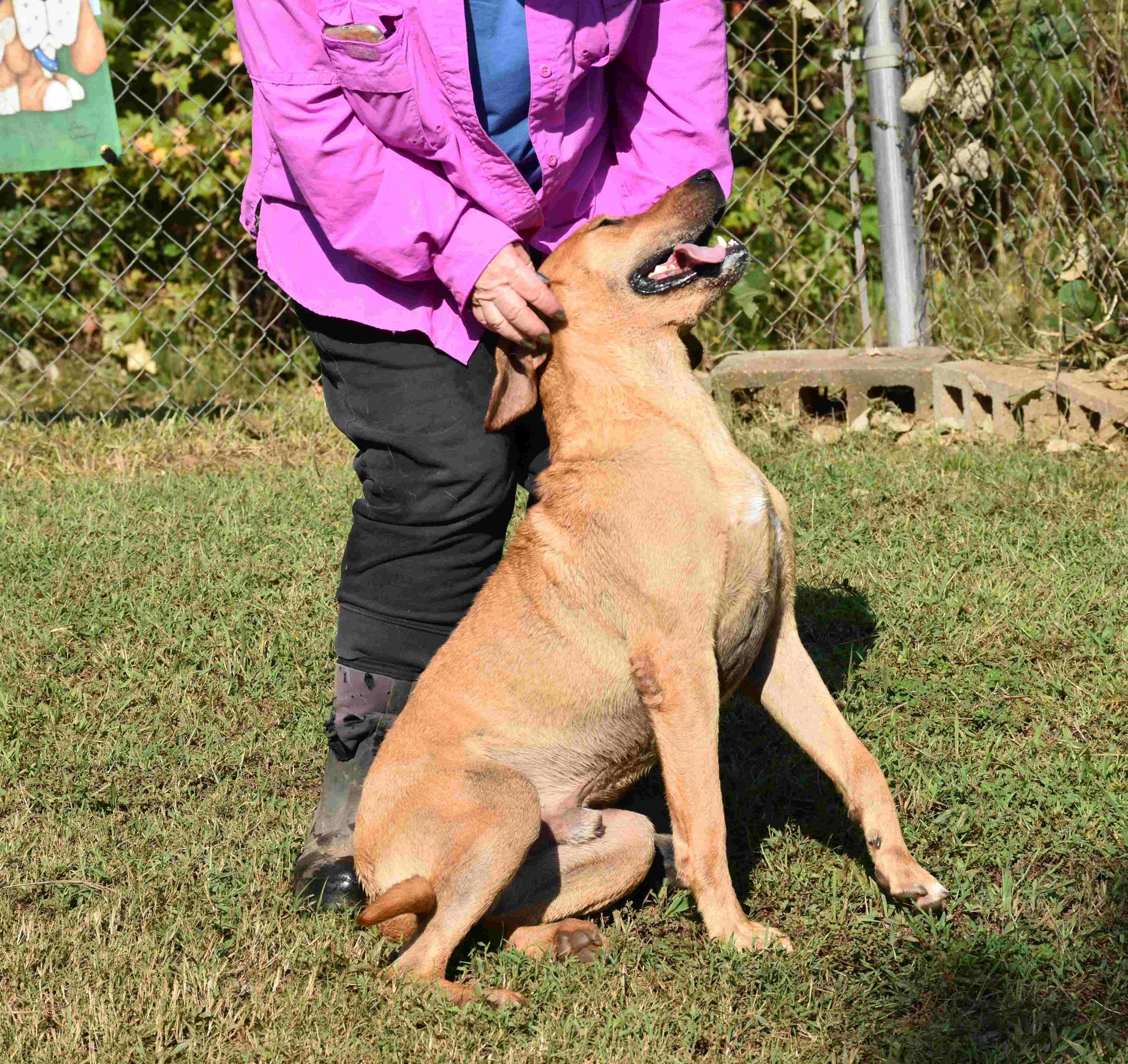 Buddy, a Adoptable mixed breed in Wedowee, AL image 5/6