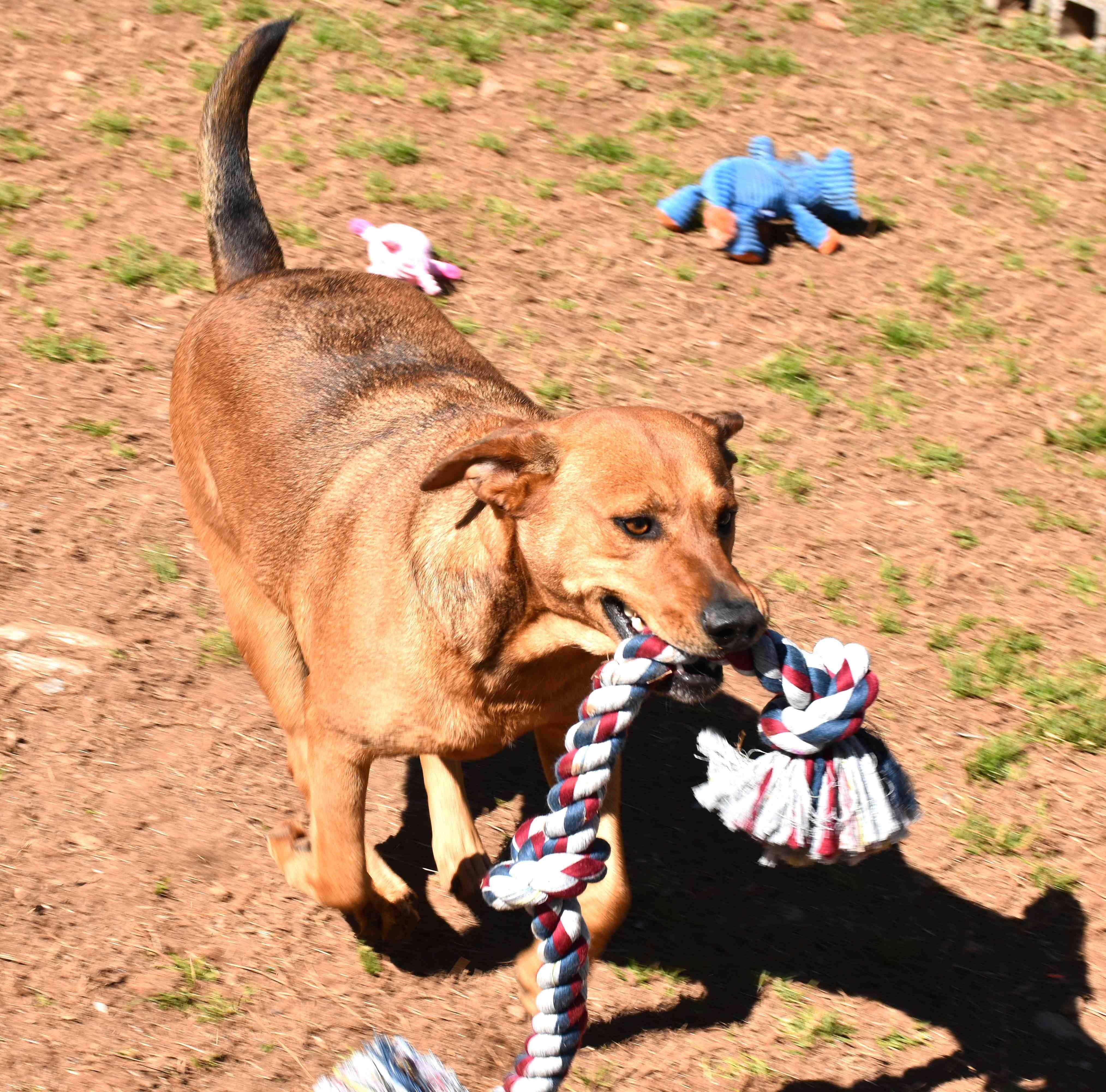 Buddy, a Adoptable mixed breed in Wedowee, AL image 4/6