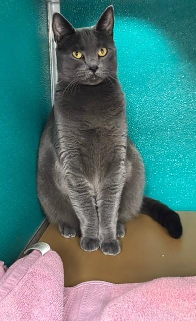 Enlarge GRACIE, a Adoptable Domestic Short Hair in Naples, FL image 1/1