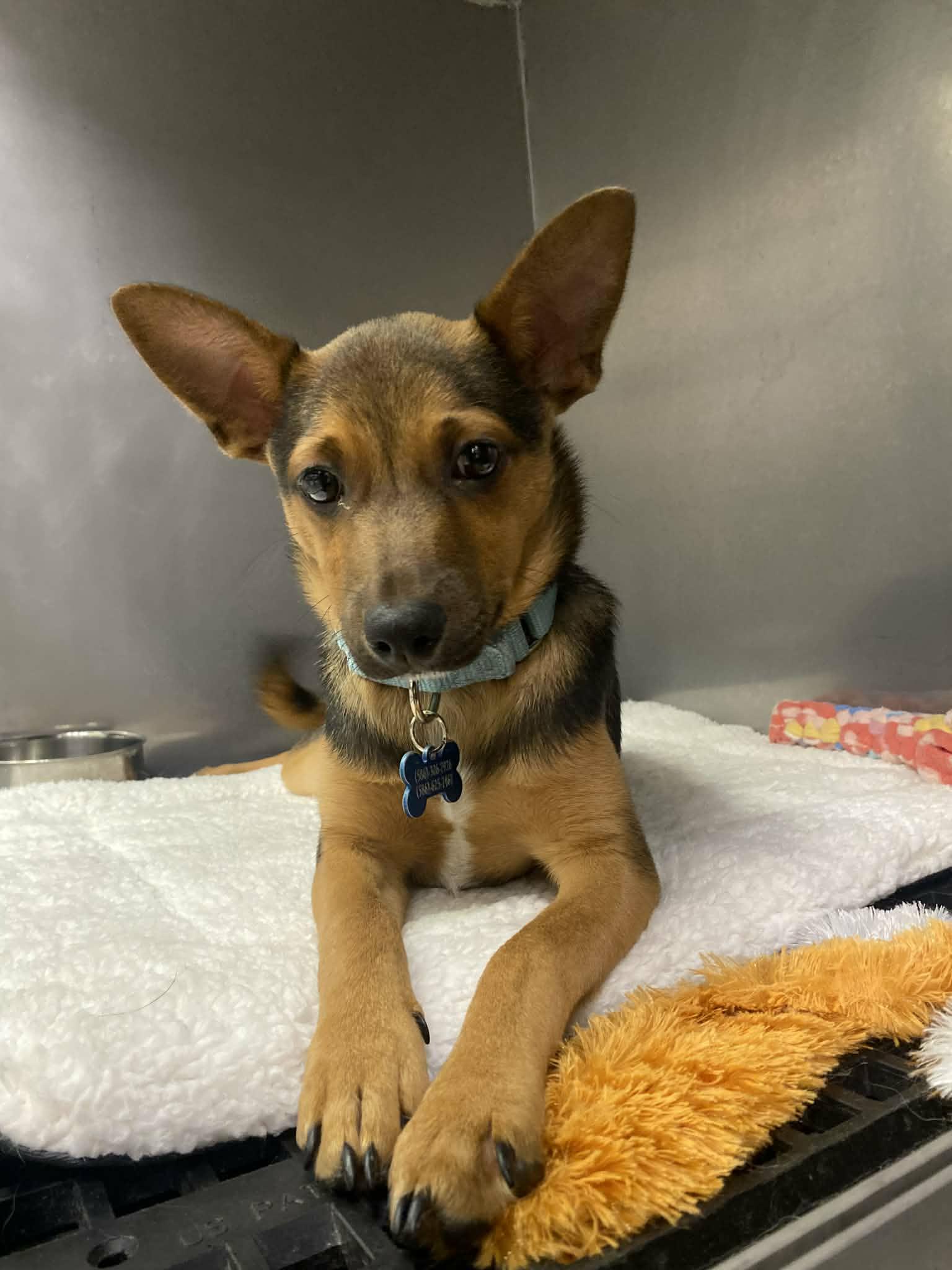 Jellyfish, Adoptable, Young Male Rat Terrier.