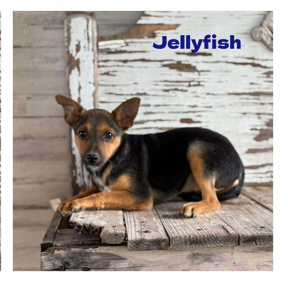 Jellyfish, Adoptable, Young Male Rat Terrier.