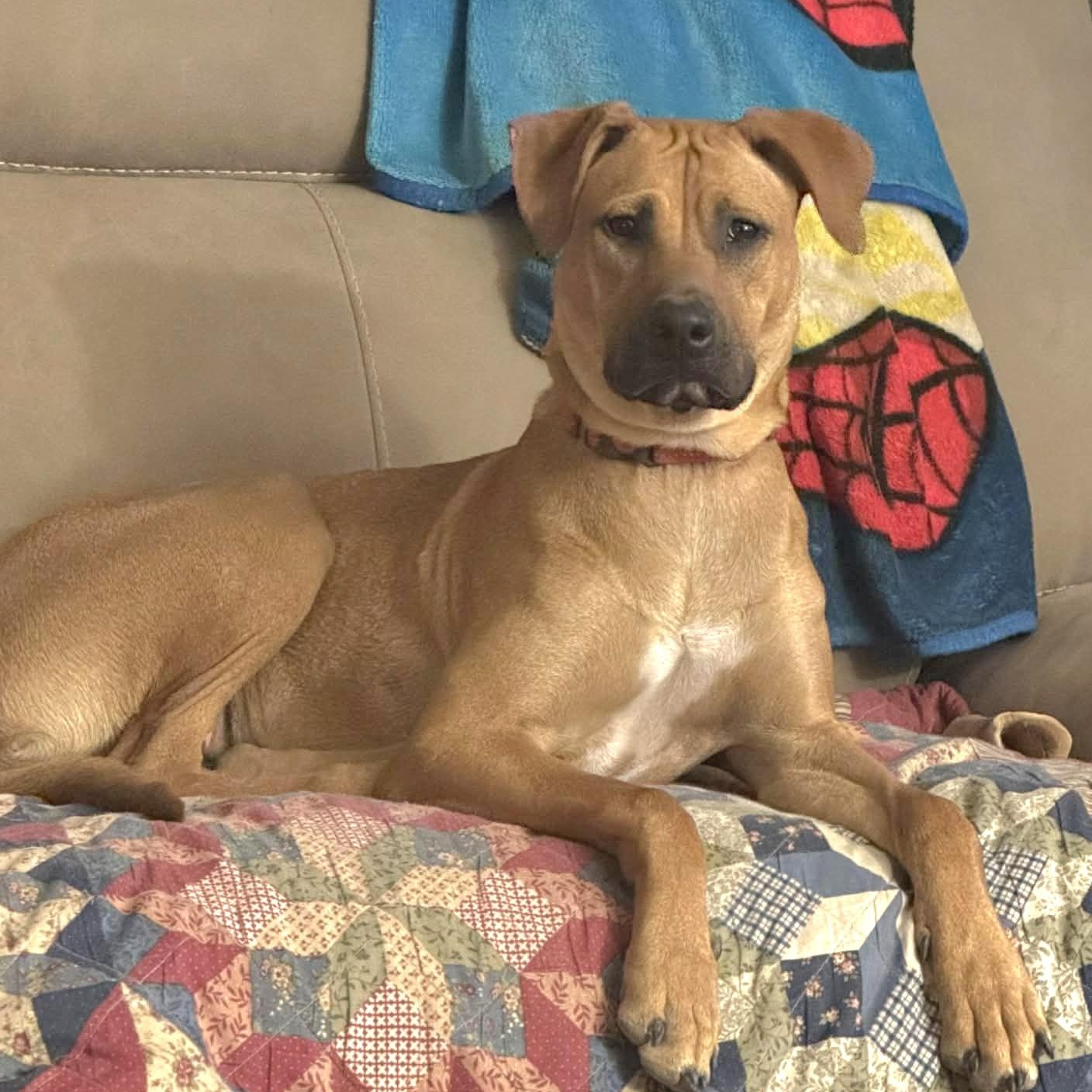Pumpkin, Adoptable, Young Female Black Mouth Cur & Boxer.